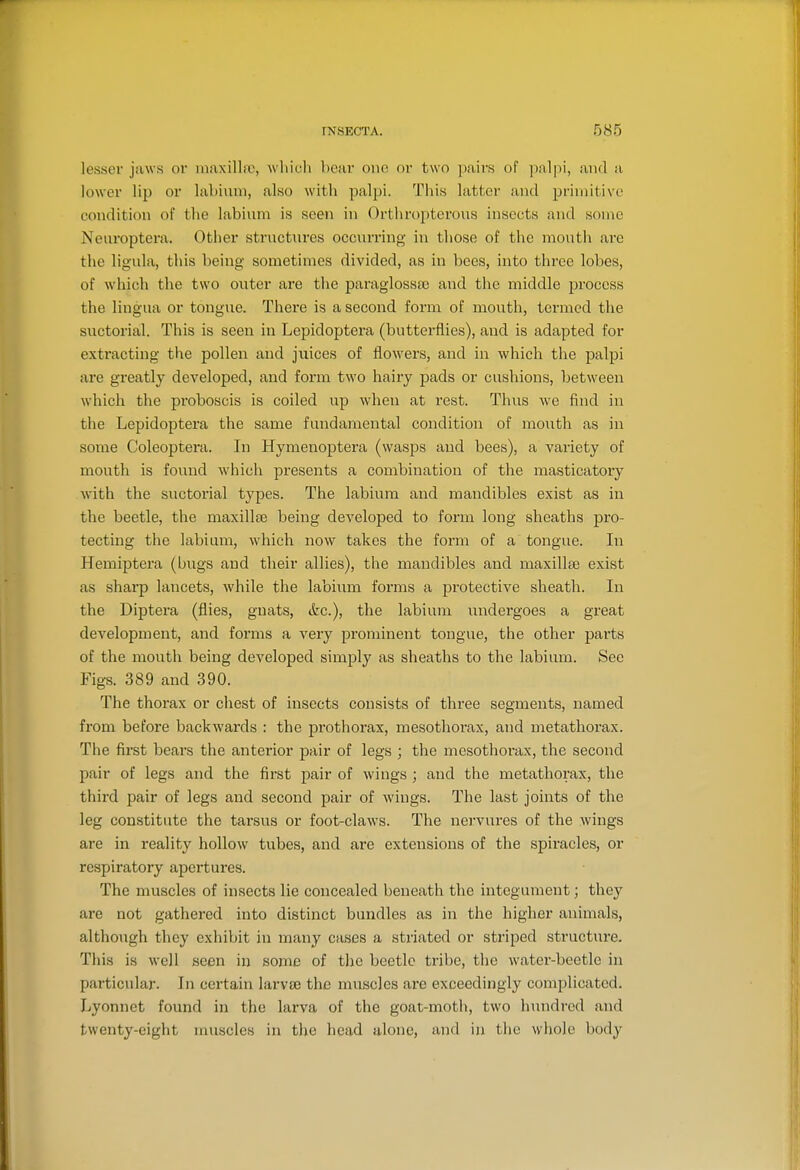 lesser jaws or niaxillio, whiuh l)CJir one or two pairs of ])alpi, and a lower lip or labium, also with palpi. This latter and primitive condition of the labium is seen in Orthropterous insects and some Neuroptci-a. Other structures occiuTing in those of the mouth ai-e the ligula, this being sometimes divided, as in bees, into three lobes, of which the two outer are the paraglossae and the middle process the lingua or tongue. Thei'e is a second form of mouth, termed the suctorial. This is seen in Lepidoptera (butterflies), and is adapted for extracting the pollen and juices of flowers, and in which the palpi are greatly developed, and form two hairy pads or cushions, between which the proboscis is coiled up when at rest. Thus we find in the Lepidoptera the same fundamental condition of mouth as in some Coleoptera. In Hymenoptera (wasps and bees), a variety of mouth is found which presents a combination of the masticatory with the suctorial types. The labium and mandibles exist as in the beetle, the maxillse being developed to foi'm long sheaths pro- tecting the labium, which now takes the form of a tongue. In Hemiptera (bugs and their allies), the mandibles and maxillte exist as sharp lancets, while the labium forms a protective sheath. In the Diptera (flies, gnats, (fee), the labium undei'goes a great development, and forms a very prominent tongue, the other parts of the mouth being developed simply as sheaths to the labium. See Figs. 389 and 390. The thorax or chest of insects consists of three segments, named from before backwards : the prothorax, mesothorax, and metathorax. The first beai's the anterior pair of legs ; the mesothorax, the second pair of legs and the first pair of wings ; and the metathorax, the third pair of legs and second pair of wings. The last joints of the leg constitute the tarsus or foot-claws. The nervures of the wings are in reality hollow tubes, and are extensions of the spiracles, or respiratory apertures. The muscles of insects lie concealed beneath the integument; they are not gathered into distinct bundles as in the higher animals, although they exhibit in many cases a striated or striped structui'e. This is well seen in some of the beetle tribe, the water-beetle in particular. In certain larv£e the muscles are exceedingly comijlicated. Lyonnet found in the larva of the goat-moth, two liundrcd and twenty-eight muscles in the head alone, and in the wiiole body