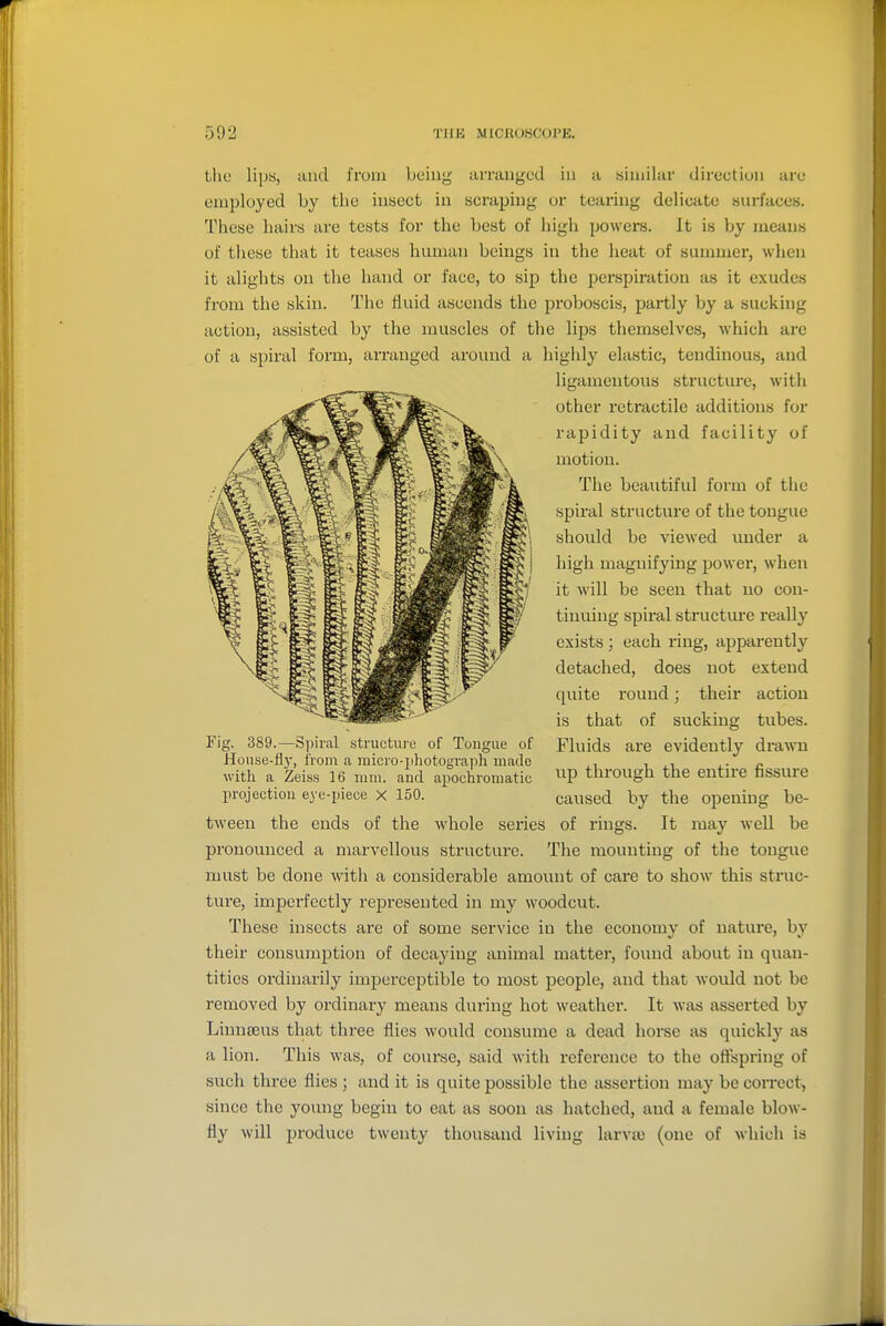 tlic lips, und from boiny arranged in a similar direction arc employed by the insect in scraping or tearing delicate surfaces. These hairs are tests for the best of high powers. It is by means of these that it teases human beings in the heat of summer, when it alights on the hand or face, to sip the perspiration as it exudes from the skin. The fluid ascends the proboscis, partly by a sucking action, assisted by the muscles of the lips themselves, which are of a spiral form, arranged around a highly elastic, tendinous, and ligamentous structure, with other retractile additions for rapidity and facility of motion. The beautiful form of the spiral structure of the tongue should be viewed under a high magnifying power, when it will be seen that no con- tinuing spiral structure really exists; each ring, apparently detached, does not extend quite round; their action is that of sucking tubes. Fluids are evidently dra\vn lip through the entire fissiu'e caused by the opening be- tween the ends of the Avhole series of rings. It may well be pronounced a niarvellous structure. The mounting of the tongue must be done with a considerable amount of care to show this struc- ture, imperfectly represented in my woodcut. These insects are of some service in the economy of nature, by their consumption of decaying animal matter, found about in quan- tities ordinarily imperceptible to most people, and that woidd not be removed by ordinary means during hot weather. It was asserted by Linnseus that three flies would consume a dead horse as quickly as a lion. This was, of course, said with reference to the offspring of such three flies ; and it is quite possible the assertion may be correct, since the young begin to eat as soon as hatched, and a female blow- fly will produce twenty thousand living larvie (one of which is Fig. 389.—Spiral structure of Tongue of Honse-flj', iVom a micro-photograph made with a Zeiss 16 mm. and apochromatic projection eje-piece X 150.