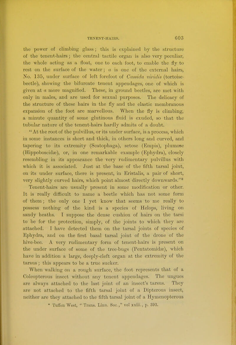 the power of climbing glass; this is explained by the structure of the tenent-hairs; the central tactile organ is also very peculiar, the whole acting as a float, one to each foot, to enable the fly to rest on the surface of the water; a is one of the external hairs. No. 135, under surface of left forefoot of Cassida viridis (tortoise- beetle), showing the bifurcate tenent appendages, one of which is given at a more magnified. These, in ground beetles, are met with only in males, and are used for sexual purposes. The delicacy of the structure of these hairs in the fly and the elastic membranous expansion of the foot are marvellous. When the fly is climbing, a minute quantity of some glutinous fluid is exuded, so that the tubular nature of the tenent-hairs hardly admits of a doubt. At the root of the pulvillus, or its under surface, is a process, which in some instances is short and thick, in others long and curved, and tapering to its extremity (Scatophaga), setose (Empis), plumose (Hippoboscidte), or, in one remarkable example (Ephj^dra), closely resembling in its appearance the very rudimentary pulvillus with which it is associated. Just at the base of the fifth tarsal joint, on its under surface, there is present, in Eristalis, a pair of short, very slightly curved hairs, which point almost directly downwards.* Tenent-hairs are usually present in some modification or other. It is really difficult to name a beetle which has not some form of them; the only one I yet know that seems to me really to possess nothing of the kind is a species of Helops, living on sandy heaths. I suppose the dense cushion of hairs on the tarsi to be for the protection, simply, of the joints to which they are attached. I have detected them on the tarsal joints of species of Ephydra, and on the first basal tarsal joint of the drone of the hive-bee. A very rudimentary form of tenent-hairs is present on the under surface of some of the tree-bugs (Pentatomidas), which have in addition a large, deeply-cleft organ at the extremity of the tarsus; this appears to be a true sucker. When walking on a rough surface, the foot represents that of a Coleopterous insect without any tenent appendages. The ungues are always attached to the last joint of an insect's tarsus. They are not attached to the fifth tarsal joint of a Dipterous insect, neither are they attached to the fifth tarsal joint of a Hymenopterous • 'ruflun Wust,  Trans. Linn. Soc, vol x.xiii., p. 393.