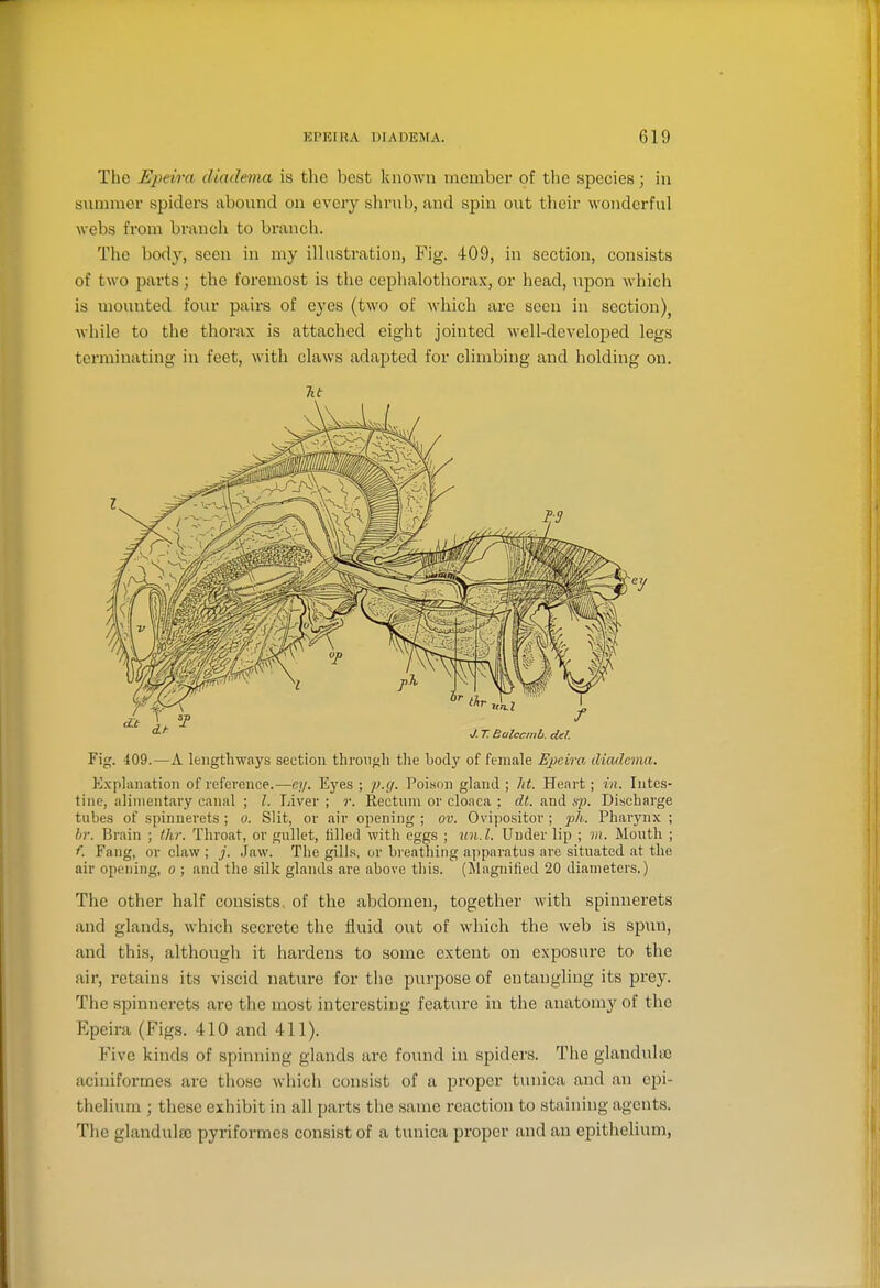 The Epeira cUadema is the best known member of the species; in Slimmer spiders abound on every shrub, and spin out tlieir wonderful webs from branch to branch. The body, seen in my illustration, Fig. 409, in section, consists of two parts; the foremost is the cephalothorax, or head, upon which is mounted four pairs of eyes (two of Avhich are seen in section)^ while to the thorax is attached eight jointed Avell-developed legs terminating in feet, with claws adapted for climbing and holding on. Tit Fig. 409.—A lengthways section through tlie body of female Epeira diadcvia. Explanation of reference.—ey. Eyes ; p.g. Poi.son gland ; Jit. Heart; in. Intes- tine, alimentary canal ; 1. Liver ; r. Rectum or cloaca ; dt. and 67;. Discharge tubes of spinnerets ; 0. Slit, or air opening ; ov. Ovipositor; ph. Pharynx ; br. Brain ; tJu: Throat, or gullet, tilled with eggs ; U7i.l. Under lip ; in. Mouth ; f. Fang, or claw ; j. Jaw. The gills, or breathing apparatus are situated at the air opening, 0 ; and the silk glands are above this, (^lagnitied 20 diameters.) The other half consists, of the abdomen, together with spinnerets and glands, which secrete the fluid out of which the web is spun, and this, although it hardens to some extent on exposure to the air, retains its viscid nature for the purpose of entangling its prey. The spinnerets are the most interesting feature in the anatomy of the Epeira (Figs. 410 and 411). Five kinds of spinning glands are found in spiders. The glandulse aciniformes ai'e those which consist of a proper tunica and an ei^i- thelium ; these exhibit in all parts the same reaction to staining agents. The glanduhc pyriformcs consist of a tunica proper and an epithelium,