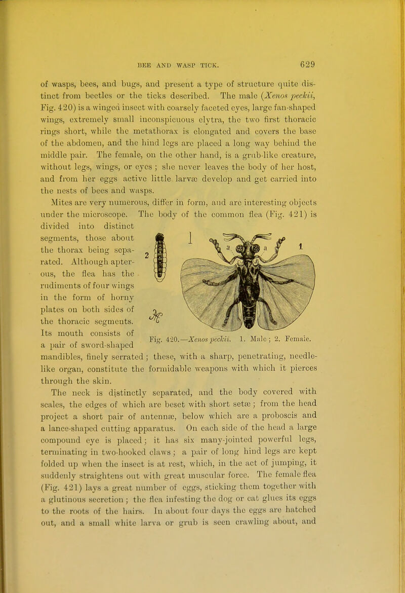 of wasps, bees, and bugs, and present a type of structure quite dis- tinct from beetles or the ticks described. The male (Xenox 2)eckii, Fig. 420) is a winged insect with coarsely faceted eyes, large fan-shaped wings, extremely small inconspicuous elytra, the two first thoracic rings short, while tlic metathorax is elongated and covers the base of the abdomen, and the hind logs are placed a long way behind the middle pair. The female, on the other hand, is a grub-like creature, without legs, wings, or eyes ; she never leaves the body of her host, and from her eggs active little larva) develop and get carried into the nests of bees and wasps. Mites are very luimcrous, difler in form, and are interesting objects under the microscope. Tlic body of tlie common flea (Fig. 421) is divided into distinct segments, those about the thorax being sepa- rated. Although apter- ous, the flea has the rudiments of four wings in the form of horny plates on both sides of vhe thoracic segments. Its mouth consists of a jjair of sword-shaped mandibles, finely serrated; these, with a sharp, penetrating, needle- like organ, constitute the formidable weapons with which it pierces through the skin. The neck is distinctly separated, and the body covered with scales, the edges of which are beset with short sette; from the liead project a short pair of antennae, below which are a proboscis and a lance-shaped cutting apparatus. On each side of the head a large compound eye is placed; it has six many-jointed powerful legs, terminating in two-hooked claws ; a pair of long hind legs are kept folded up when the insect is at rest, which, in the act of jumping, it suddenly straightens out with great muscular force. The female flea (Fig. 421) lays a great number of eggs, sticking them together M ith a glutinous secretion ; the flea infesting the dog or cab glues its eggs to the roots of the hairs. In about four days the eggs are hatched out, and a small white larva or grub is seen crawling about, and Fig. 420.—Xenos pecJcii. 1. Miilc ; 2. Femaie.