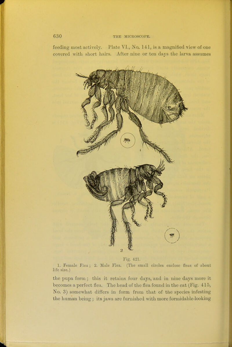 feeding most actively. Plate VI., Na 141, is a magnified view of one covei'ed with .sliort luiirs. After nine or ten days the larva a.ssumes 1. Female Flea; 2. Mule Flea. (The small circles enclo.sc ileas of about life size.) the pupa form ; this it retains four days, and in nine days more it becomes a perfect flea. The head of the flea found in the cat (Fig. 415, No. 3) somewhat differs in form from that of the species infesting the human being ; its jaws arc furnislicd with more formidable-looking