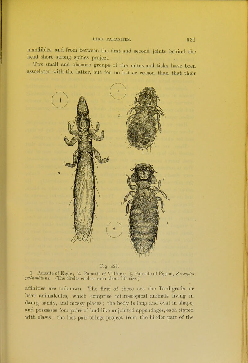 mandibles, and from between the first and second joints behind the head short strong spines project. Two small and obscure groups of the mites and ticks have been associated with the latter, but for no better reason than that their ¥ig. 422. 1. Parasite of Eagle; 2. Parasite of Viiltui-e ; 3. Parasite of Pigeon, ^Sorcojuto ■palumhimis. (The circles enclose each about life size.) affinities are unknown. The first of these are the Tardigrada, or bear animalcules, which comprise microscopical animals living in damp, sandy, and mossy places ; the body is long and oval in shape, and possesses four pairs of bud-like unjointed ajipendagcs, each tipped with claws : the last pair of legs project from the hinder part of the