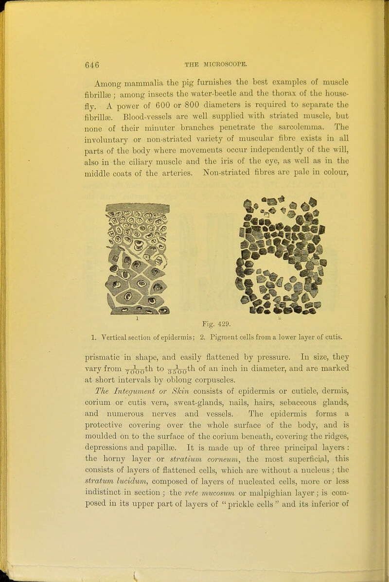 Among mammalia the pig furnishes the best examples of muscle fibrillai; among insects the water-beetle and the thorax of the house- fly. A power of 600 or 800 diameters is required to separate the fibrillaj. Blood-vessels are Avell supplied with striated muscle, but none of their minuter branches penetrate the sai'colemma. The involuntary or non-striated variety of muscular fibre exists in all parts of the body where movements occur independently of the will, also in the ciliary muscle and the iris of the eye, as well as in the middle coats of the arteries. Non-striated fibres are pale in colour, 1 Fig. 429. 1. Vertical section of epidermis; 2. Pigment cells from a lower layer of cutis. prismatic in shape, and easily flattened by pressure. In size, they vary from y^oo^^ 3pth of an inch in diameter, and are marked at short intervals by oblong corpuscles. The Integument or Skin consists of epidermis or cuticle, dermis, corium or cutis vera, sweat-glands, nails, hairs, sebaceous glands, and numerous nerves and vessels. The epidermis forms a protective covering over the whole surface of the body, and is moulded on to the surface of the corium beneath, covering the ridges, depressions and papillte. It is made up of three principal layers : the horny layer or stratium corneum, the most superficifXl, this consists of layers of flattened cells, which are without a nucleus; the stratum lucidum, composed of layers of nucleated cells, more or less indistinct in section ; the rete mucoszim or malpighian layer; is com- posed in its upper part of layers of prickle cells and its inferior of