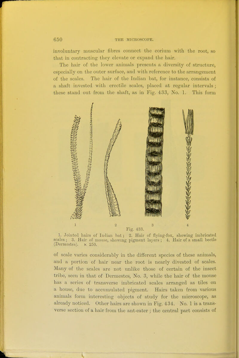 involuntary muscular fibres connect the corium with the root, so that in contracting they elevate or expand the hair. The hair of the lower animals presents a diversity of structure, especially on the outer surface, and with reference to the an-angement of the scales. The hair of the Indian bat, for instance, consists of a shaft invested Avith erectile scales, placed at regular intervals; these stand out from the shaft, as in Fig. 433, No. 1. This form Fig. 4.33. 1. Jointed hairs of luilian bat; 2. Hair of flying-fox, showing irahricated scales ; 3. Hair of mou.se, .showing pigment layers ; 4. Hair of a small beetle (Derniestes). x 250. of scale varies considerably in the different species of these animals, and a portion of hair near the root is nearly divested of scales. Many of the scales are not unlike those of certain of the insect tribe, seen in that of Dermestes, No. 3, while the hair of the mouse has a series of transverse imbricated scales arranged iis tiles on a house, due to accumulated pigment. Hairs taken from A'arious animals form interesting objects of study for the microscope, as already noticed. Other hairs are shown in Fig. 434. No. 1 is a trans- verse section of a hair from the ant-eater ; the central part consists of I,