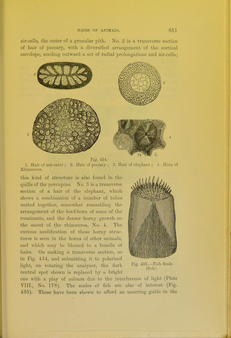 air-cells, the outer of a granular pith. No. 2 is a transverse section of hair of peccary, with a diversified arrangement of the cortical envelope, sending outward a set of radial prolongations and air-cells; Fig. 434. 1. Hair of aut-eater ; 2. Hair of peccary ; 3. Hair of elepLaut; 4. Horn of Rhinoceros. this kind of structure is also found in the quills of the porcupine. No. 3 is a transverse section of a hair of the elephant, which shows a combination of a number of tubes united together, somewhat resembling the aiTangement of the hoof-horn of some of the ruminants, and the denser horny growth on the snout of the rhinocei'os, No. 4. The curious modification of these horny struc- tures is seen in the horns of other animals, and which may be likened to a bundle of hairs. On making a transverse section, as in Fig. 434, and submitting it to polarised light, on rotating the analyser, the dark central spot shown is replaced by a bright one with a play of colours due to the interference of light (Plate VIII., No. 178). The scales of fish are also of interest (Fig. 435). These have been shown to afford an unerring guide in the Fig. 435.—Fish Scale (Sole).