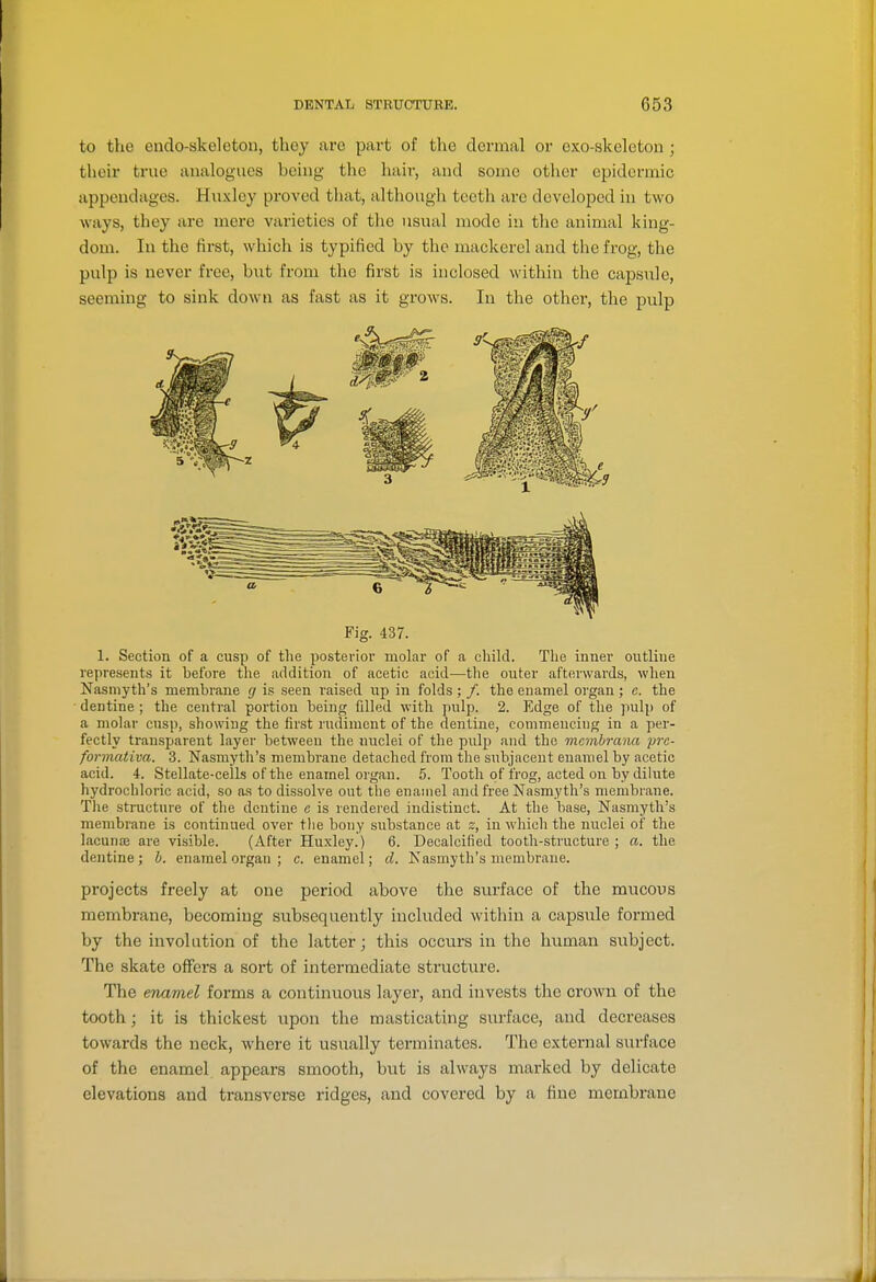 to the endo-skeletou, they are part of the dermal or cxo-skelcton ; their true analogues being the hair, aud sorne other epidermic appendages. Huxley proved that, although teeth are developed in two ways, they are mere varieties of the usual mode in the animal king- dom. In the first, which is typified by the mackerel and the frog, the pulp is never free, hwt from the first is inclosed within the capsule, seeming to sink down as fast as it grows. In the other, the pulp Fig. 437. 1. Section of a cusp of the posterior molar of a child. The inner outline represents it before the addition of acetic acid—tlie outer afterwards, when Nasinyth's membrane g is seen raised up in folds ; /. the enamel organ ; c. the dentine ; the central portion being filled with pulp. 2. Edge of the pulp of a molar cusp, showing the first rudiment of the dentine, commencing in a per- fectly transparent layer between the nuclei of the pulp aud the mcmbrana pre- fonnativa. 3. Nasmytli's membrane detached from the subjacent enamel by acetic acid. 4. Stellate-cells of the enarnel organ. 5. Tooth of frog, acted on by dilute hydrochloric acid, so as to dissolve out the enamel and free Nasmytli's membrane. Tlie structure of the dentine a is rendered indistinct. At the base, Nasmytli's membrane is continued over the bony substance at z, in which the nuclei of the lacunae are visible. (After Huxley.) 6. Decalcified tooth-structure ; a. the dentine; h. enamel organ ; c. enamel; d. Nasmyth's membrane. projects freely at one period above the surface of the mucous membrane, becoming subsequently included within a capsule formed by the involution of the latter; this occurs in the human subject. The skate offers a sort of intermediate structure. The enamel forms a continuous layer, and invests the crown of the tooth; it is thickest upon the masticating sitrface, and decreases towards the neck, where it usually terminates. The external surface of the enamel appears smooth, but is always marked by delicate elevations and transverse ridges, and covered by a fine membrane