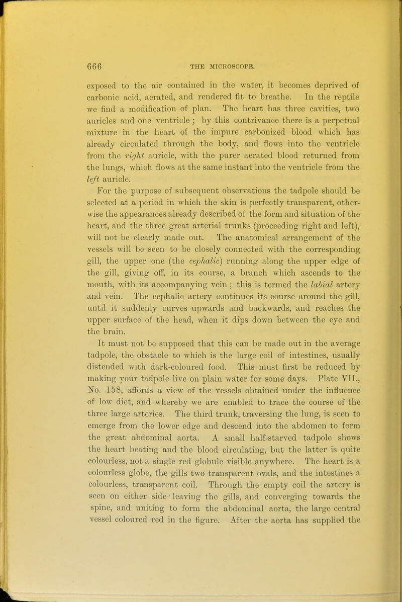 exposed to the air contained in the water, it becomes deprived of carbonic acid, aerated, and rendered fit to breathe. In the reptile we find a modification of plan. The heart has three cavities, two auricles and one ventricle ; by this contrivance there is a perpetual mixture in the heart of the impure carbonized blood which has already circulated through the body, and flows into the ventricle from the right auricle, with the purer aerated blood returned from the lungs, which flows at the same instant into the ventricle from the left auricle. For the purpose of subsequent observations the tadpole should be selected at a period in which the skin is perfectly transparent, other- wise the appearances already described of the form and situation of the heart, and the three great arterial trunks (proceeding right and left), will not be clearly made out. The anatomical arrangement of the vessels will be seen to be closely connected with the corresponding gill, the upper one (the cepAaZi'c) running along the upper edge of the gill, giving ofl\, in its course, a branch which ascends to the mouth, with its accompanying vein; this is termed the labial arteiy and vein. The cephalic artery continues its course around the gill, until it suddenly ciu'ves upwards and backwards, and reaches the upper surface of the head, when it dips down between the eye and the brain. It must not be supposed that this can be made out in the average tadpole, the obstacle to which is the large coil of intestines, usually distended with dark-coloured food. This must first be reduced by making your tadpole live on plain water for some days. Plate VII., No. 158, affords a view of the vessels obtained under the influence of low diet, and w^hereby we are enabled to trace the course of the three large arteries. The third trunk, traversing the lung, is seen to emerge from the lower edge and descend into the abdomen to form the great abdominal aorta. A small half-starved tadpole shows the heart beating and the blood circulating, but the latter is quite colourless, not a single red globule visible anywhere. The heart is a colourless globe, tlw; gills two transparent ovals, and the intestines a colourless, transparent coil. Through the empty coil the artery is seen on either side' leaving the gills, and converging towards the spine, and uniting to form the abdominal aorta, the large central vessel coloured red in the figure. After the aorta has supplied the