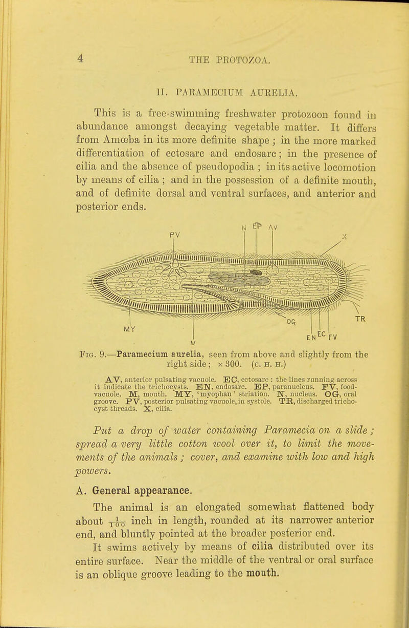 II. PtNEAMRCIUM AURELIA. This is a free-swimming freshwater protozoon found in abmidance amongst decaying vegetable matter. It differs from Amoeba in its more definite shape ; in the more marked differentiation of ectosarc and endosarc; in the presence of cilia and the absence of pseiidopodia ; in its active locomotion by means of cilia ; and in the possession of a definite moutli, and of definite dorsal and ventral surfaces, and anterior and posterior ends. ^ AV MY EN EC FV Fig. 9.—Paramecium aurelia, seen from above and slightly from the right side ; x 300. (c. h. h.) AV, anterior pulsating vacuole. EC, ectosarc : the lines running across it indicate the trichocysts. EU, endosarc. EP, paranucleus. PV, food- vacuole. M, mouth. MY, 'myophan' striatioii. N, nucleus. OG-, oral groove. PV, posterior pulsating vacuole, in systole. TR, discharged tricho- cyst threads. X, cilia. Put a drop of water containing Paramecia on a slide; spread a very little cotton ivool over it, to limit the move- ments of the animals; cover, and examine with low and high powers. A. General appearance. The animal is an elongated somewhat flattened body about i^cli length, rounded at its narrower anterior end, and bluntly pointed at the broader posterior end. It swims actively by means of cilia distributed over its entire surface. Near the middle of the ventral or oral surface ia an oblique groove leading to the mouth.