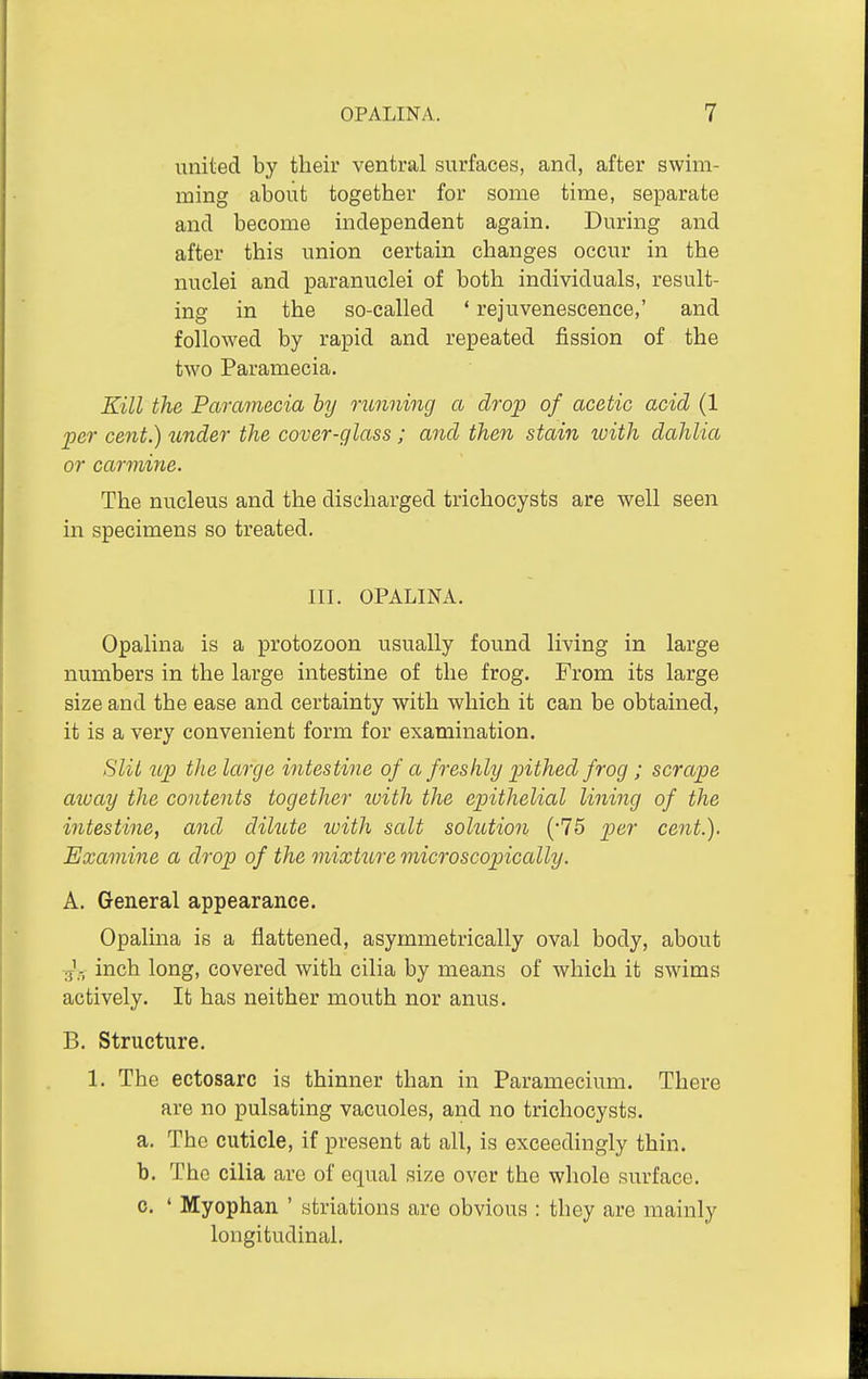 united by their ventral surfaces, and, after swim- ming about together for some time, separate and become independent again. During and after this union certain changes occur in the nuclei and paranuclei of both individuals, result- ing in the so-called ' rejuvenescence,' and followed by rapid and repeated fission of the two Paramecia. Kill the Paramecia by nmning a drop of acetic acid (1 per cent.) under the cover-glass; and then stain loith dahlia or carmine. The nucleus and the discharged trichocysts are well seen in specimens so treated. III. OPALINA. Opalina is a protozoon usually found living in large numbers in the large intestine of the frog. From its large size and the ease and certainty with which it can be obtained, it is a very convenient form for examination. Slit up the large intestine of a freshly pithed frog; scrape away the contents together loith the epithelial lining of the intestine, and dilute luith salt solution (75 per cent.). Examine a drop of the mixture microscopically. A. General appearance. Opalina is a flattened, asymmetrically oval body, about ■jV inch long, covered with cilia by means of which it swims actively. It has neither mouth nor anus. B. Structure. 1. The ectosarc is thinner than in Paramecium. There are no pulsating vacuoles, and no trichocysts. a. The cuticle, if present at all, is exceedingly thin. b. The cilia are of equal size over the whole surface. 0. ' Myophan ' striations are obvious : they are mainly longitudinal.