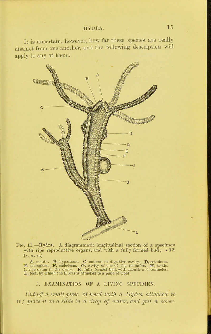 It is uncertain, however, liow far these species are really distinct from one another, and the following description will apply to any of them. Fig. 11.—Hydra. A diagrammatic longitudinal section of a specimen with ripe reproductive organs, and with a fully formed bud; x 12. (a. m. m.) A, mouth. B, liypostome. C, euteron or digestive cavity. D, ectoderm. E, mesogloea. F, endoderm. Q, cavity of one of tlie tentacles. H, testis. 1, ripe ovum in the ovary. K, fully formed bud, with mouth and tentacles. L, foot, by which the Hydra is attached to a piece of weed. I. EXAMINATION OF A LIVING SPECIMEN. Ciit off a small inece of ivead with a Hydra attached to it; place it on a slide in a drop of water, and put a cover-