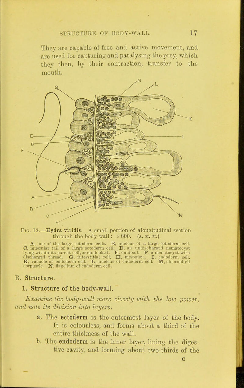 Thoy are capable of free and active movement, and are used for capturing and paralysing the prey, which they then, by their contraction, transfer to the mouth. Fig. 12.—Hydra viridis. A small portion of alongitucTinal section through the body-wall: x 800. (a. m. m.) A, oue of the large eotoilerm cell;;. B, nnclens of a large ectoderm cell. C, muscular tail of a large ectoderm cell. D, an uudischarged iiematocyst lying within its parent cell,or cnidoblast. E. cnidocil. F, a uematocyst witli discharged thread. G, ititerstitial cell. H, mesnglrea. I, emloilerni cell. K, vacuole of endoderm cell. L, nucleus of endoderm cell. M, clilornphyll corpuscle. N, flagcllum of endoderm cell. B. Structure. 1. Structure of the body-wall. Examine the hocly-ivall more closely tuith the loio poioer, and note its division into layers. a. The ectoderm is the outermost layer of the body. It is colourless, and forms about a third of the entire thickness of the wall. b. The endoderm is the inner layer, lining the diges- tive cavity, and forming about two-thirds of the 0