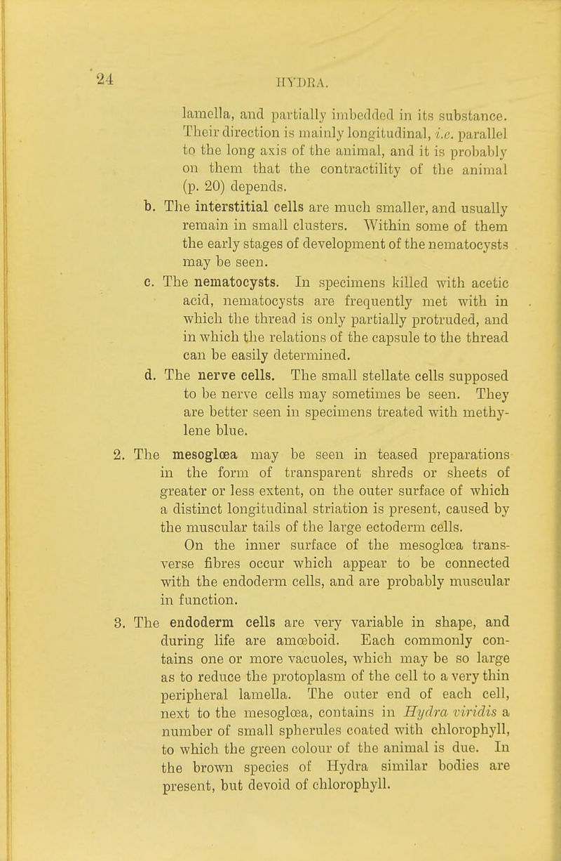 lamella, and pavfcially imbedded in its substance. Their direction is mainly longitudinal, i.e. parallel to the long axis of the animal, and it is probably on them that the contractility of the animal (p. 20) depends, b. The interstitial cells are much smaller, and usually remain in small clusters. Within some of them the early stages of development of the nematocysts may be seen. e. The nematocysts. In specimens killed with acetic acid, nematocysts are frequently met with in which the thread is only partially protruded, and in which the relations of the capsule to the thread can be easily determined. d. The nerve cells. The small stellate cells supposed to be nerve cells may sometimes be seen. They are better seen in specimens treated with methy- lene blue. 2. The mesogloea may be seen in teased preparations in the form of transparent shreds or sheets of greater or less extent, on the outer surface of which a distinct longitudinal striation is present, caused by the muscular tails of the large ectoderm cells. On the inner surface of the mesogloea trans- verse fibres occur which appear to be connected with the endoderm cells, and are probably muscular in function. 3. The endoderm cells are very variable in shape, and during life are amoeboid. Each commonly con- tains one or more vacuoles, which may be so large as to reduce the protoplasm of the cell to a very thin peripheral lamella. The outer end of each cell, next to the mesogloea, contains in Hydra viridis a number of small spherules coated with chlorophyll, to which the green colour of the animal is due. In the brown species of Hydra similar bodies are present, but devoid of chlorophyll.