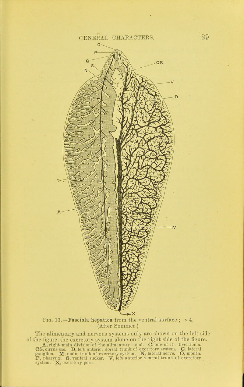 Fig. 13. —Fasciola hepatica from the ventral surface ; x 4. (Alter Sommer.) The alimentary and nervous systems only are shown on the left side of the figure, the excretory system alone on the right side of the figure. A, right main division of tlie alimeutiiry canal. C, one of its diverticula. CS, cirrus-sac. D, loft anterior dorsal trunk of excretory system. G, lateral fjanglion. M, main trunk of excretory system. KT, lateral nerve. O, mouth. P, pharynx. S, ventral sucker. V, left anterior veutriil trunk of excretory system, X, excretory pore.