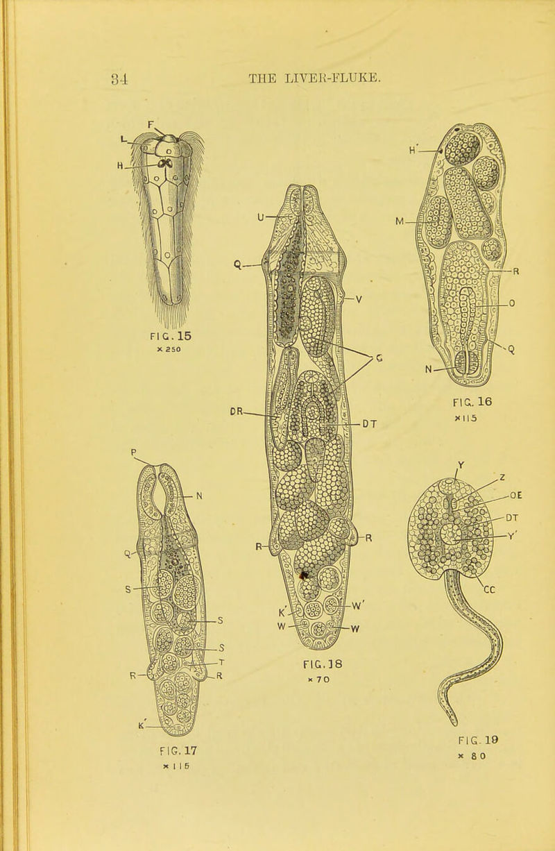 FIG. 17 X I I 5