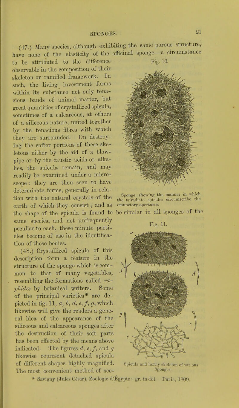 (47.) Many species, idthoiigh exhibiting the same porous structure, have none of tho elasticity of the officinal sponge—a circumstauce to bo attributed to the difference Fig. 10. observable in tho composition of their skeleton or ramified framework. In such, the living^ investment forms within its substance not only tena- cious bauds of animal matter, but great quantities of crystallized spicula, sometimes of a calcareous, at others of a siliceous natui-e, united together by the tenacious fibres with which they are surrounded. On destroy- ing the softer portions of these ske- letons either by the aid of a blow- pipe or by the caustic acids or alka- lies, the spicula remain, and may readily be examined under a micro- scope : they are then seen to have determinate forms, generally in rela- J.-L j_ 1 i- 1„ ^-P Sponge, shomng the manner in which tion With the natural crystals Ot the ti-iradiate spicules ch-cumscribc the earth of which they consist ; and as emunctory apertures. the shape of the spicula is found to be similar in aU sponges of the same species, and not unfrequently peculiar to each, these minute parti- cles become of use in the identifica- tion of these bodies. (48.) Crystallized spicula of this description form a feature in the structure of the sponge which is com- mon to that of many vegetables, resembling the formations called ra- phides by botanical writers. Some of the principal varieties* are de- picted in fig. 11, a,b, d, e, f, g, which likewise will give the readers a gene- ral idea of the appearance of the siliceous and calcareous sponges after the destruction of their soft parts has been effected by the means above indicated. The figures d, e, f, and (j likewise represent detached spicula of different shapes highly magnified. The most convenient method of see- * Savigny (Jule.s Ccear), Zoologic d'l£gyptc : gr. iii-i'ol. Vnvh, 180'J. Fig. 11. Spicuhi and Iiorny skeleton of variouB