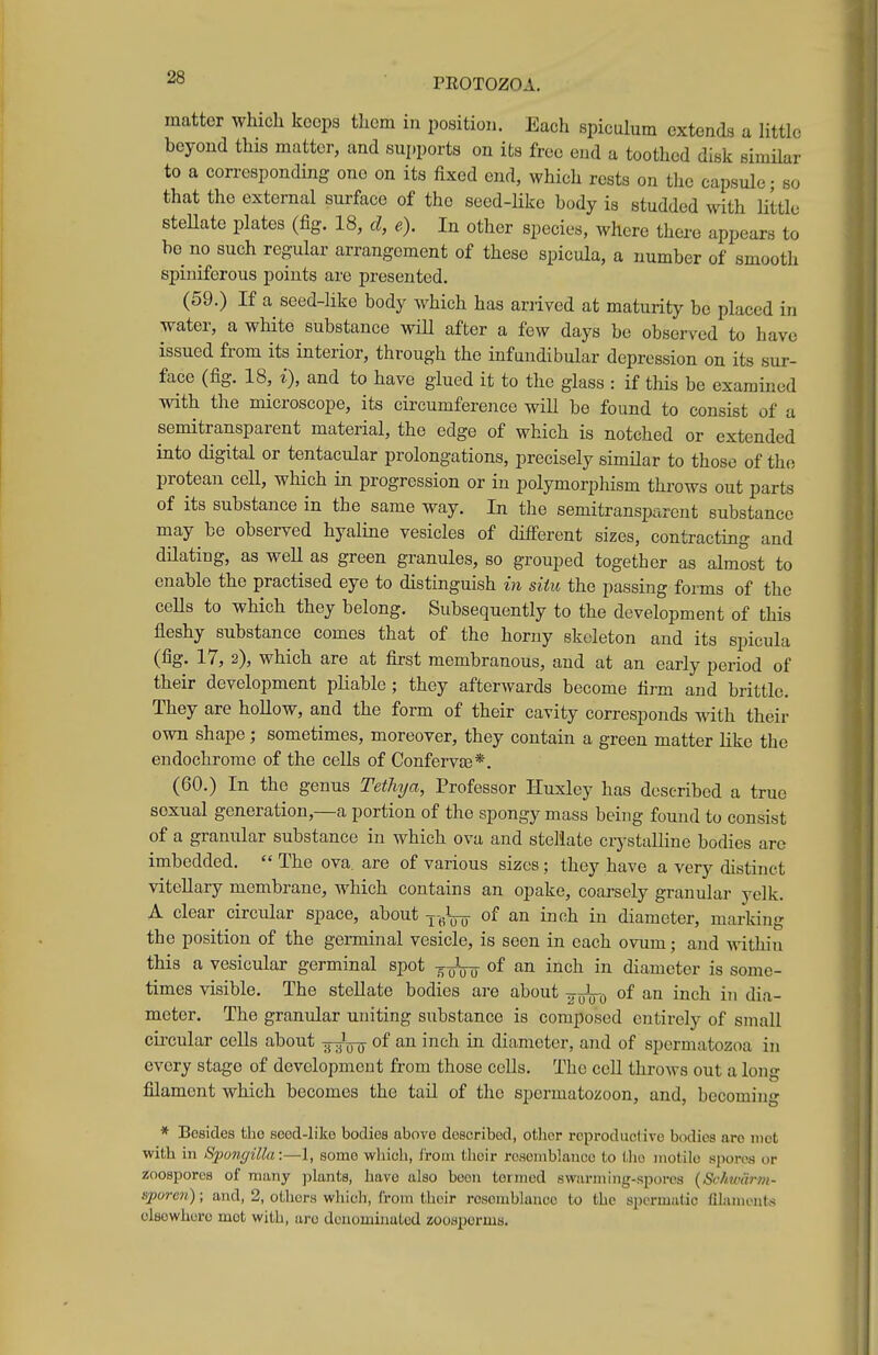 matter which keeps tlicm in position. Each spiculum extends a little beyond this matter, and supports on its free end a toothed disk similar to a corresponding one on its fixed end, which rests on the capsule; so that the external surface of the seed-like body is studded with little steUate plates (fig. 18, d, e). In other species, where there appears to bo no such regular arrangement of these spicula, a number of smooth spiuiferous points are presented. (59.) If a seed-like body which has arrived at maturity be placed in water, a white substance will after a few days be observed to have issued from its interior, through the infundibular depression on its sur- face (fig. 18, i), and to have glued it to the glass : if this be examined with the microscope, its circumference will be found to consist of a semitransparent material, the edge of which is notched or extended into digital or tentacular prolongations, precisely similar to those of the protean ceU, which in progression or in polymorphism throws out parts of its substance in the same way. In the semitransparent substance may be observed hyaline vesicles of diiferent sizes, contracting and dHating, as well as green granules, so grouped together as almost to enable the practised eye to distinguish in situ the passing forms of the ceUs to which they belong. Subsequently to the development of this fleshy substance comes that of the horny skeleton and its spicula (fig. 17, 2), which are at first membranous, and at an early period of their development pKable; they afterwards become firm and brittle. They are hollow, and the form of their cavity corresponds with their own shape; sometimes, moreover, they contain a green matter like the endochrorae of the cells of Confervas*. (60.) In the genus Tethya, Professor Huxley has described a true sexual generation,—a portion of the spongy mass being found to consist of a granular substance in which ova and stellate crystalline bodies arc imbedded.  The ova. are of various sizes; they have a very distinct viteUary membrane, which contains an opake, coarsely granular yelk. A clear circular space, about -^-^-^ of an inch in diameter, marking the position of the germinal vesicle, is seen in each ovum; and within this a vesicular germinal spot of an inch in diameter is some- times visible. The steUate bodies are about -g-JL-^ of an inch in dia- meter. The granular uniting substance is composed entirely of small circular cells about ^^-^ of an inch in diameter, and of spermatozoa in every stage of development from those cells. The cell throws out a long filament which becomes the tail of the spermatozoon, and, becoming * Besides the seed-like bodies above described, other reproductive bodies arc met with in Sj)ongiUa:—l, some which, iroiu tlieir resemblance to the niotilo .spores or zoospores of many plants, have also been termed swarming-spores {Schwdrm- sporeti); and, 2, otliors whicli, Croin their rcsoniblance to the spermatic filamonts olHowhero mot with, are dcnominuLed zoosperms.