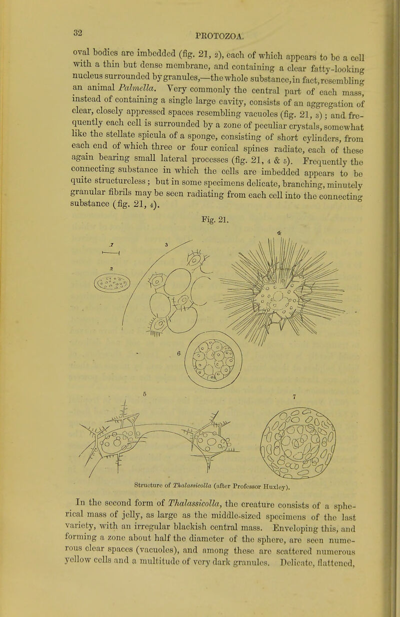 oval bodies are imbedded (fig. 21, 2), each of which appears to be a cell with a thm but dense membrane, and containing a clear fatty-looking nucleus surrounded bygranules,—the whole sub8tance,in faet,resembHng an animal Palmella. Very commonly the central part of each mass'', instead of containing a single large cavity, consists of an aggregation of clear, closely appressed spaces resembling vacuoles (fig. 21, 3); and fre- quently each cell is surrounded by a zone of pccuHar crystals, somewhat like the steUate spicula of a sponge, consisting of short cyHnders, from each end of which three or four conical spines radiate, each of these again bearing small lateral processes (fig. 21, 4 & 5). Frequently the connecting substance in which the cells are imbedded appears to be quite structureless; but in some specimens dehcate, branching, minutely granular fibrHs may be seen radiating from each ceU into the connecting substance (fig. 21, 4). Fig. 21. Structure of Thalassicolla (after Professor Huxley). In the second form of Thalassicolla, the creature consists of a sphe- rical mass of jeUy, as largo as the middle-sized specimens of the last variety, with an irregular blackish central mass. Enveloping tliis, and forming a zone about half the diameter of the sphere, are seen nume- rous clear spaces (vacuoles), and among those are scattered numerous yellow cells and a multitude of very dark granules. Delicate, fiattencd.