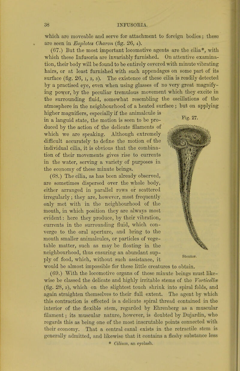 Fig. 27. which arc moyeablo and servo for attachment to foreign bodies; these are seen in Euplotes Charon (fig. 26, i). (67.) But the most important locomotive agents are the cilia*, with which these Infusoria are invariably furnished. On attentive examina- tion, their body will be found to be entirely covered with minute vibrating hairs, or at least furnished with such appendages on some part of its surface (fig. 26, i, 2, s). The existence of these cilia is readily detected by a practised eye, even when using glasses of no very great magnify- ing power, by the peculiar tremulous movement which they excite in the surrounding fluid, somewhat resembling the oscillations of the atmosphere in the neighbourhood of a heated surface ; but on applying higher magnifiers, especially if the animalcule is in a languid state, the motion is seen to be pro- duced by the action of the delicate filaments of which we are speaking. Although extremely difficult accurately to define the motion of the individual cilia, it is obvious that the combina- tion of their movements gives rise to currents in the water, serving a variety of purposes in the economy of these minute beings. (68.) The cilia, as has been already observed, are sometimes dispersed over the whole body, either arranged in parallel rows or scattered irregularly; they are, however, most frequently only met with in the neighbourhood of the inouth, in which position they are always most evident: here they produce, by their vibration, currents in the surrounding fluid, which con- verge to the oral aperture, and bring to the mouth smaller animalcules, or particles of vege- table matter, such as may be floating in the neighbourhood, thus ensuring an abundant sup- ply of food, which, without such assistance, it would be almost impossible for these little creatures to obtain. (69.) With the locomotive organs of these minute beings must like- wise be classed the delicate and highly irritable stems of the Vorticdlce (fig. 28, 2), which on the slightest touch shrink into spiral folds, and again straighten themselves to their full extent. The agent by which this contraction is effected is a delicate spiral thread contained in the interior of the flexible stem, regarded by Ehrenberg as a muscular filament; its muscular nature, however, is doubted by Dujardin, who regards this as being one of the most inscrutable points connected with their economy. That a central canal exists in the retractile stem is generally admitted, and likewise that it contains a flesliy substance loss * C'ilium, an oyelasli. Stentor.