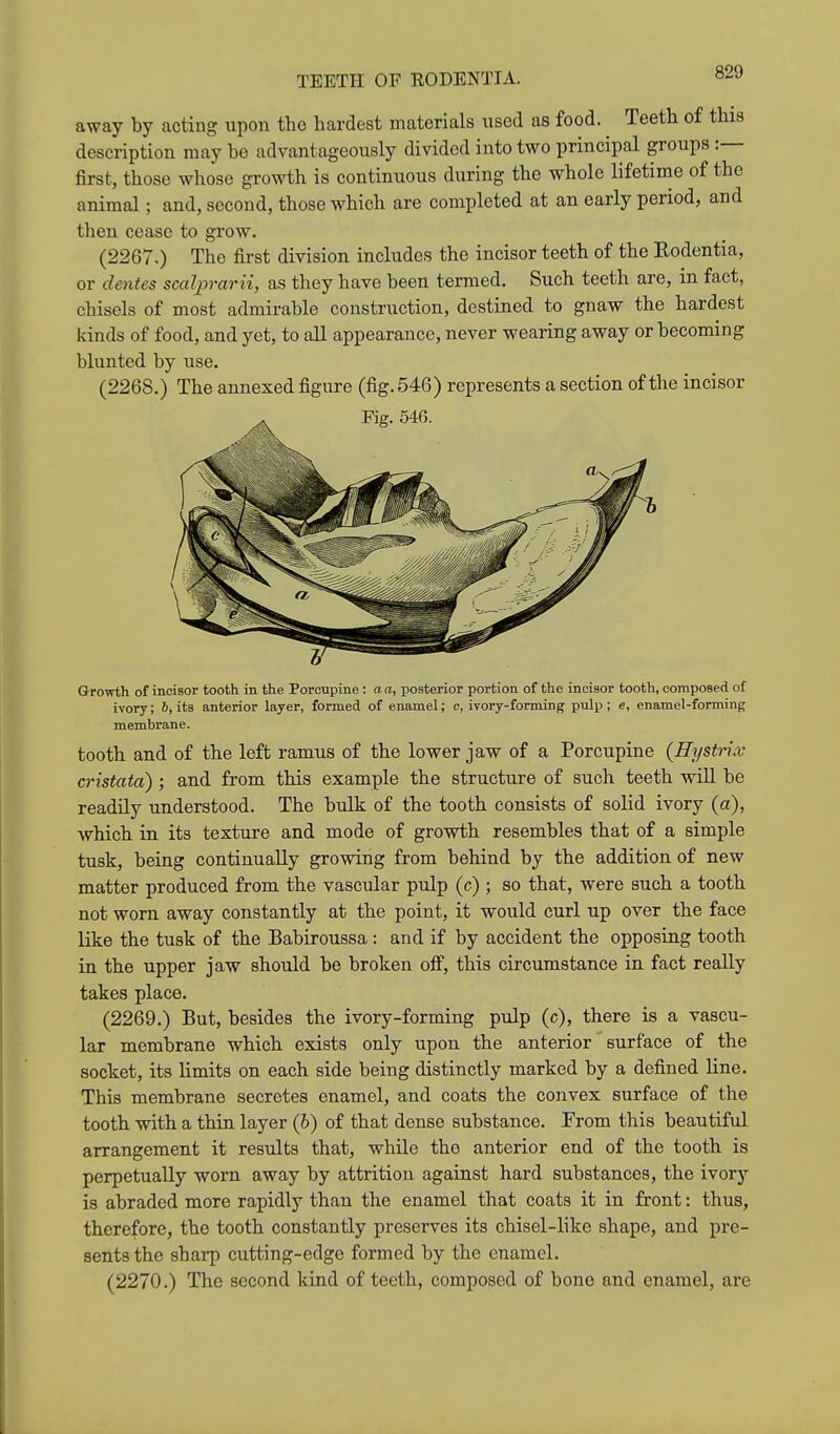 TEETH OF RODENTIA. away by acting upon the hardest materials used as food. Teeth of this description may bo advantageously divided into two principal groups : first, those whose growth is continuous during the whole lifetime of the animal; and, second, those which are completed at an early period, and then cease to grow. (2267.) The first division includes the incisor teeth of the Rodentia, or denies scaljprarii, as they have been termed. Such teeth are, in fact, chisels of most admirable construction, destined to gnaw the hardest kinds of food, and yet, to all appearance, never wearing away or becoming blunted by use. (2268.) The annexed figure (fig. 546) represents a section of the incisor Fig. 546. Growth of incisor tooth in the Porcupine: a a, posterior portion of the incisor tooth, composed of ivory; 6, its anterior layer, formed of enamel; c, ivory-forming pulp; e, enamel-forming membrane. tooth and of the left ramus of the lower jaw of a Porcupine {Hystrix cristata) ; and from this example the structure of such teeth will be readily understood. The bulk of the tooth consists of solid ivory (a), which in its texture and mode of growth resembles that of a simple tusk, being continually grovdng from behind by the addition of new matter produced from the vascular pulp (c) ; so that, were such a tooth not worn away constantly at the point, it would curl up over the face like the tusk of the Babiroussa: and if by accident the opposing tooth in the upper jaw should be broken off, this circumstance in fact really takes place. (2269.) But, besides the ivory-forming pulp (c), there is a vascu- lar membrane which exists only upon the anterior surface of the socket, its limits on each side being distinctly marked by a defined line. This membrane secretes enamel, and coats the convex surface of the tooth with a thin layer (6) of that dense substance. From this beautiful arrangement it results that, while the anterior end of the tooth is perpetually worn away by attrition against hard substances, the ivory is abraded more rapidly than the enamel that coats it in front: thus, therefore, the tooth constantly preserves its chisel-like shape, and pre- sents the sharp cutting-edge formed by the enamel. (2270.) The second kind of teeth, composed of bone and enamel, are