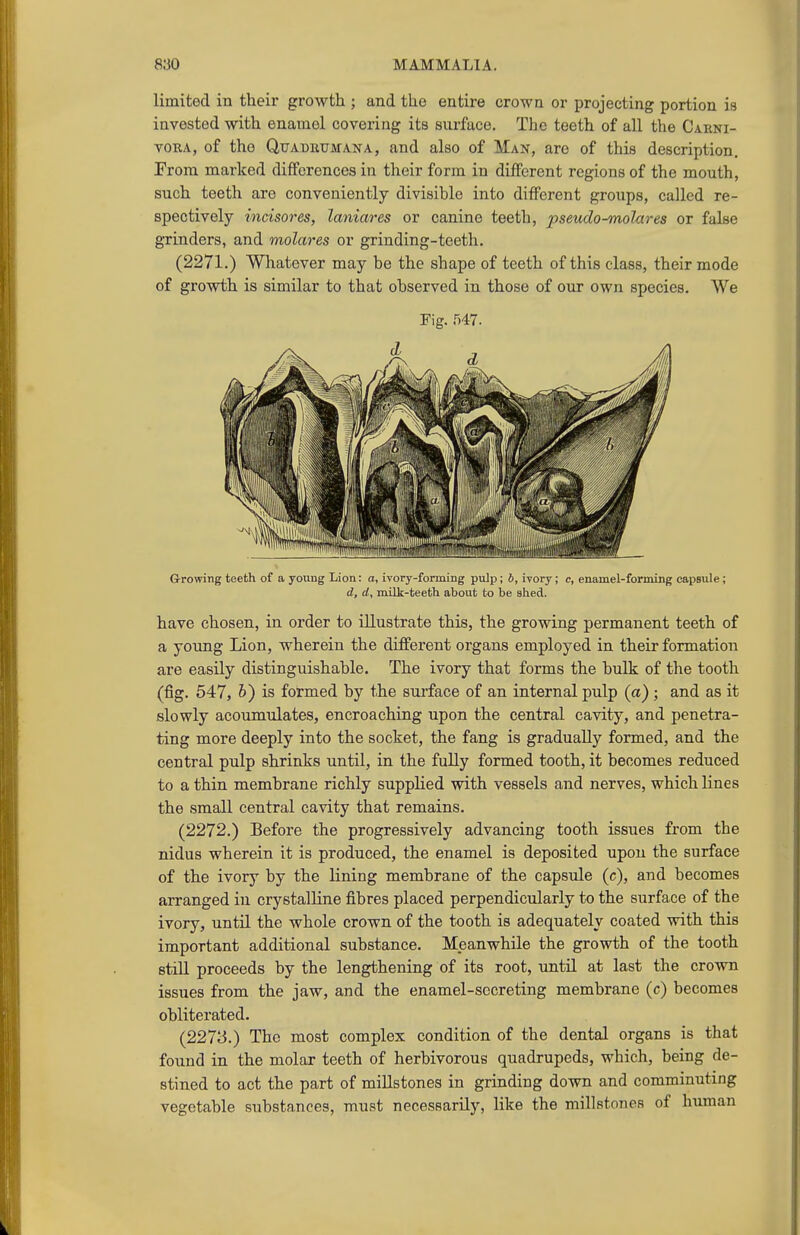 limited in their growth ; and the entire crown or projecting portion is invested with enamel covering its surface. The teeth of all the Carni- voRA, of the QuADRTJjtfANA, and also of Man, are of this description. From marked differences in their form in different regions of the mouth, such teeth are conveniently divisible into different groups, called re- spectively incisores, laniares or canine teeth, pseudo-molares or false grinders, and molares or grinding-teeth. (2271.) Whatever may be the shape of teeth of this class, their mode of grovHh is similar to that observed in those of our own species. We Fig. 547. G-rowing teeth of a young Lion: a, ivory-forming pulp; b, ivory; c, enamel-forming capsule; d, d, milk-teeth about to be shed. have chosen, in order to illustrate this, the growing permanent teeth of a young Lion, wherein the different organs employed in their formation are easily distinguishable. The ivory that forms the bulk of the tooth (fig. 547, 6) is formed by the surface of an internal pulp (a) ; and as it slowly accumulates, encroaching upon the central cavity, and penetra- ting more deeply into the socket, the fang is gradually formed, and the central pulp shrinks until, in the fully formed tooth, it becomes reduced to a thin membrane richly supplied with vessels and nerves, which lines the small central cavity that remains. (2272.) Before the progressively advancing tooth issues from the nidus wherein it is produced, the enamel is deposited upon the surface of the ivory by the lining membrane of the capside (c), and becomes arranged in crystalline fibres placed perpendicularly to the surface of the ivory, until the whole crown of the tooth is adequately coated with this important additional substance. Meanwhile the growth of the tooth still proceeds by the lengthening of its root, until at last the crown issues from the jaw, and the enamel-secreting membrane (c) becomes obliterated. (2273.) The most complex condition of the dental organs is that found in the molar teeth of herbivorous quadrupeds, which, being de- stined to act the part of miUstones in grinding down and comminuting vegetable substances, must necessarily, like the millstones of human