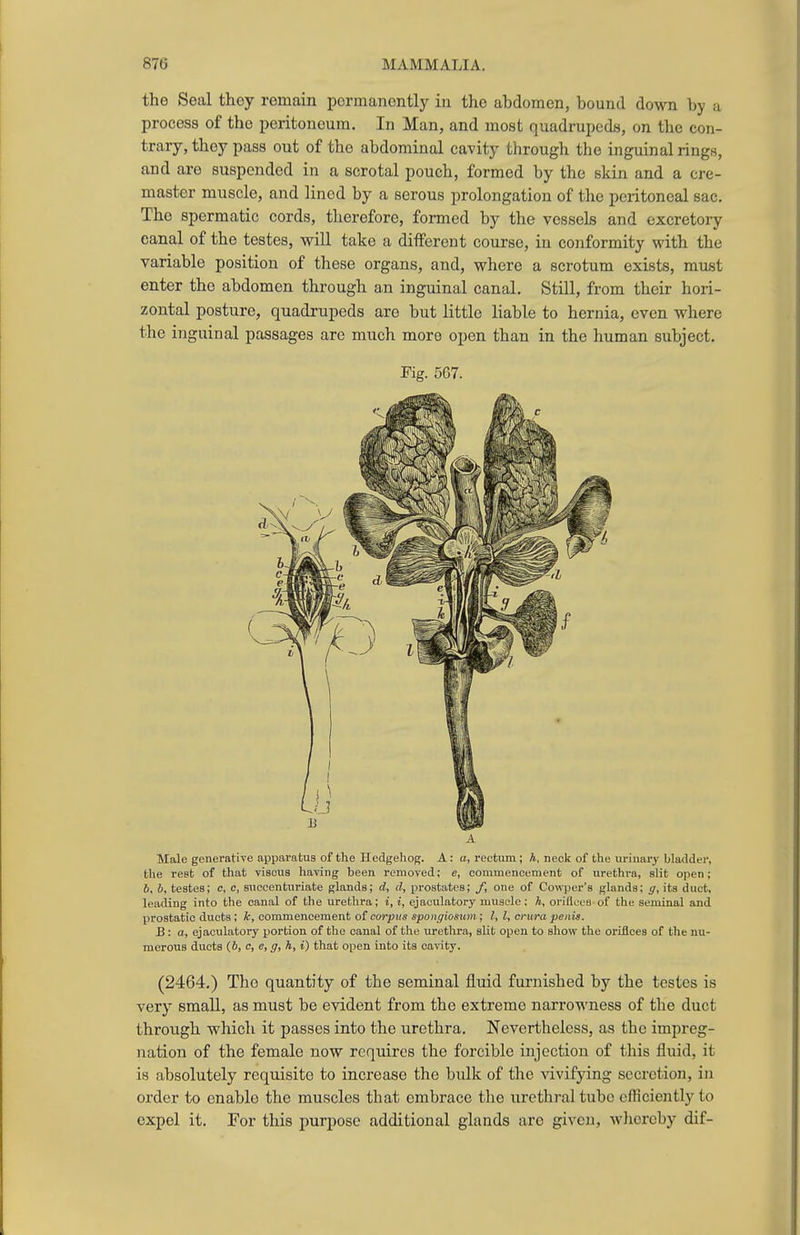 the Seal they remain pormanontly in the abdomen, bound down by a process of the peritoneum. In Man, and most quadrupeds, on the con- trary, they pass out of the abdominal cavity through the inguinal rings, and are suspended in a scrotal pouch, formed by the skin and a cre- master muscle, and lined by a serous prolongation of the peritoneal sac. The spermatic cords, therefore, formed by the vessels and excretory canal of the testes, will take a different course, in conformity with the variable position of these organs, and, where a scrotum exists, must enter the abdomen through an inguinal canal. Still, from their hori- zontal posture, quadrupeds are but little liable to hernia, even where the inguinal passages are much more open than in the human subject. Fig. 567. Male generative apparatus of the Hedgehog. A: a, rectum; h, neck of the urinary bladder, the rest of that viscus having been removed; e, commencement of urethra, slit open; 6, 6, testes; c, c, succentnriate glands; d, d, prostates; f, one of Cowper's glands; g, its duct, leading into the canal of the urethra; i, i, ejaculatory muscle ; h, oriflecs of the seminal and prostatic ducts; k, commencement o{ corpus spongiosum; I, I, crura penis. B: a, ejaculatory portion of the canal of the urethra, slit open to show the orifices of the nu- merous ducts (6, c, e, g, h, i) that open into its cavity. (2464.) The quantity of the seminal fluid furnished by the testes is very small, as must be evident from the extreme narrowness of the duct through which it passes into the urethra. Nevertheless, as the impreg- nation of the female now requires the forcible injection of this fluid, it is absolutely requisite to increase the bulk of the vivifying secretion, in order to enable the muscles that embrace the urethral tube efficiently to expel it. For this purpose additional glands are given, whereby dif-