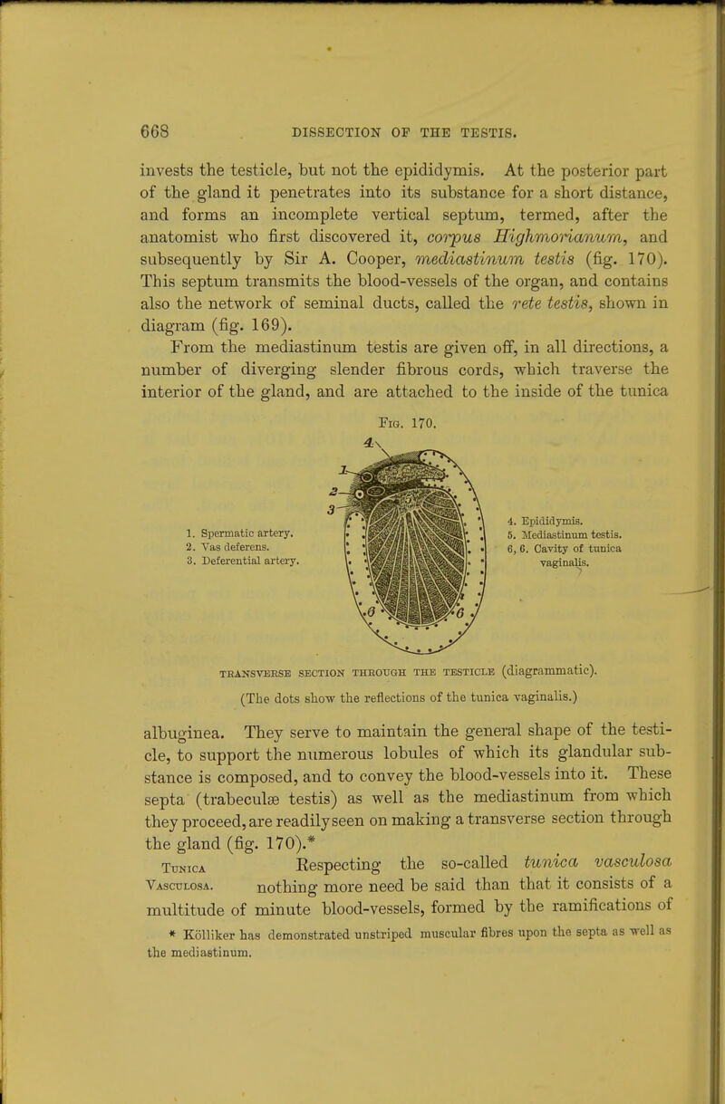 invests the testicle, but not the epididymis. At the posterior part of the gland it penetrates into its substance for a short distance, and forms an incomplete vertical septum, termed, after the anatomist who first discovered it, corpus Highmonanum, and subsequently by Sir A. Cooper, mediastinum testis (fig. 170). This septum transmits the blood-vessels of the organ, and contains also the network of seminal ducts, called the rete testis, shown in diagram (fig. 169). From the mediastinum testis are given off, in all directions, a number of diverging slender fibrous cords, which traverse the interior of the gland, and are attached to the inside of the tunica Fig. 170. 1. Spermatic artery. 2. Vas deferens. 3. Deferential artery. 4. Epididymis. 5. Mediastinum testis. 6. C. Cavity of tunica yaginaUs. TEANSVEBSB SECTION THEOtTQH THE TESTICLE (diagrammatic). (The dots show the reflections of the tunica Taginalis.) albuginea. They serve to maintain the general shape of the testi- cle, to support the numerous lobules of which its glandular sub- stance is composed, and to convey the blood-vessels into it. These septa (trabeculse testis) as well as the mediastinum from which they proceed, are readily seen on making a transverse section through the gland (fig. 170).* Tunica Eespecting the so-called tunica vasculosa Vasculosa. nothing more need be said than that it consists of a multitude of minute blood-vessels, formed by the ramifications of * Kolliker has demonstrated unstriped muscular fibres upon the septa as -well as the mediastinum.