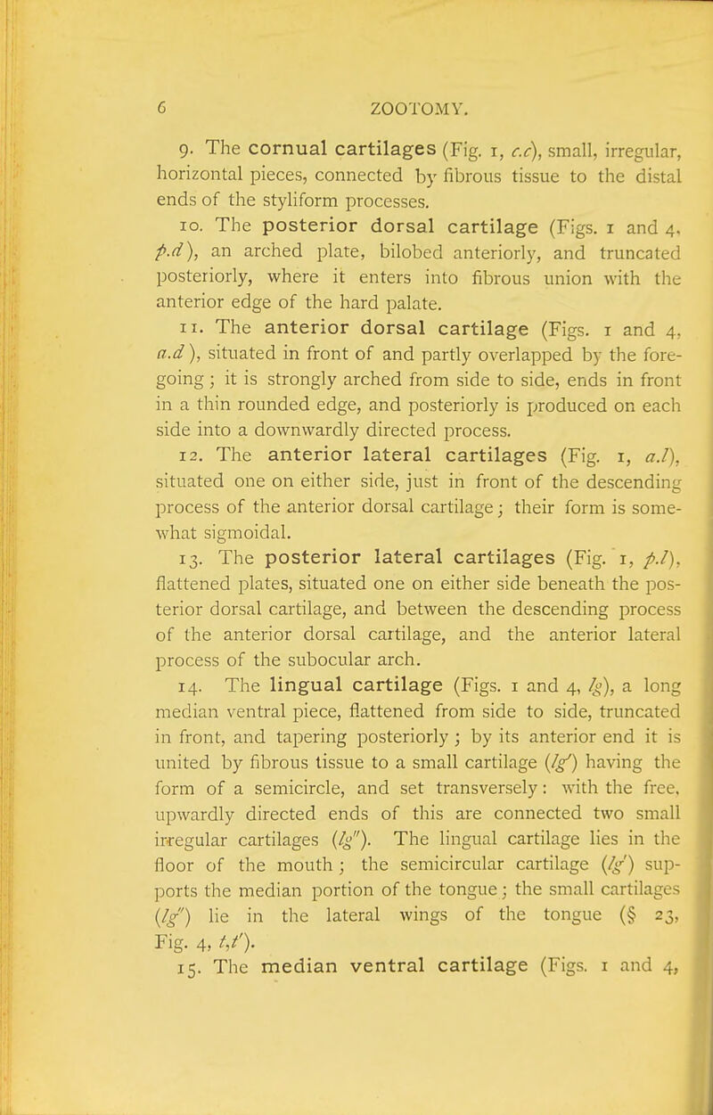 9. The cornual cartilages (Fig. i, c.c), small, irregular, horizontal pieces, connected by fibrous tissue to the distal ends of the styliform processes. 10. The posterior dorsal cartilage (Figs, i and 4, p.d), an arched plate, bilobed anteriorly, and truncated posteriorly, where it enters into fibrous union with the anterior edge of the hard palate. 11. The anterior dorsal cartilage (Figs, i and 4, a.d), situated in front of and partly overlapped by the fore- going ; it is strongly arched from side to side, ends in front in a thin rounded edge, and posteriorly is [produced on each side into a downwardly directed process. 12. The anterior lateral cartilages (Fig. i, a.l), situated one on either side, just in front of the descending process of the anterior dorsal cartilage; their form is some- Avhat sigmoidal. 13. The posterior lateral cartilages (Fig. 1, p.l), flattened plates, situated one on either side beneath the pos- terior dorsal cartilage, and between the descending process of the anterior dorsal cartilage, and the anterior lateral process of the subocular arch. 14. The lingual cartilage (Figs, i and 4, 4'); ^ loi'^S median ventral piece, flattened from side to side, truncated in front, and tapering posteriorly ; by its anterior end it is united by fibrous tissue to a small cartilage {Ig) having the form of a semicircle, and set transversely: with the free, upwardly directed ends of this are connected two small irregular cartilages (4')- The lingual cartilage lies in the floor of the mouth ; the semicircular cartilage (4'') sup- ports the median portion of the tongue; the small cartilages (//') lie in the lateral wings of the tongue (§ 23, Fig. 4, t,t'). 15. The median ventral cartilage (Figs, i and 4,