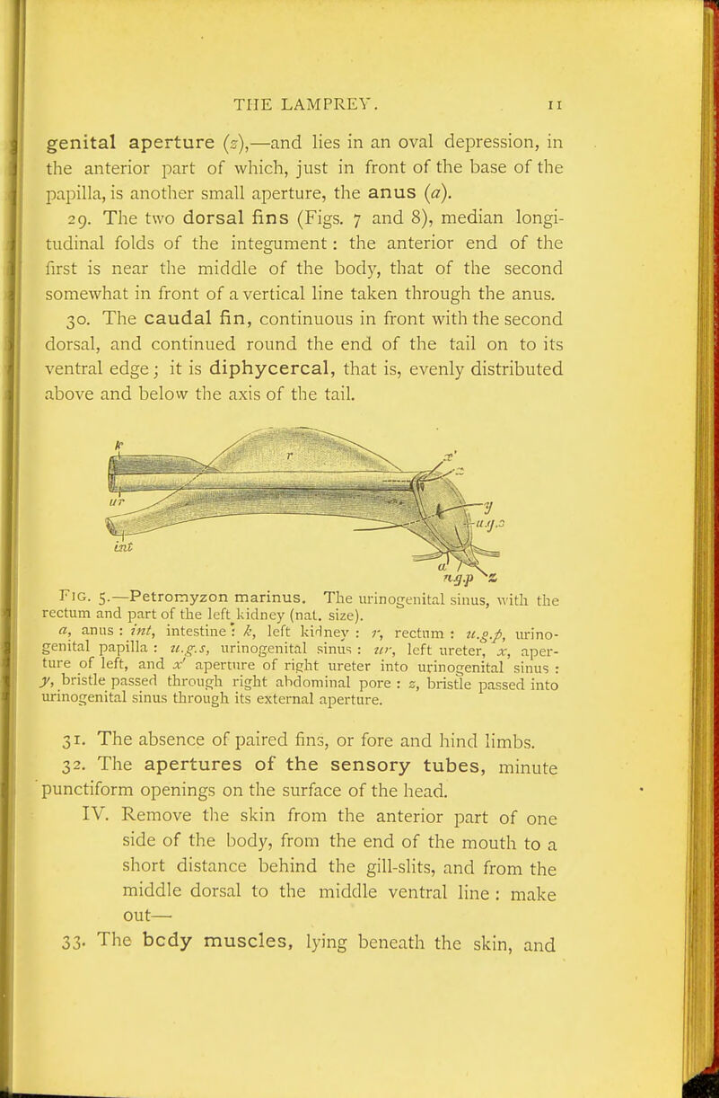 genital aperture (s),—and lies in an oval depression, in the anterior part of which, just in front of the base of the papilla, is another small aperture, the anus (a). 29. The two dorsal fins (Figs. 7 and 8), median longi- tudinal folds of the integument: the anterior end of the first is near the middle of the body, that of the second somewhat in front of a vertical line taken through the anus. 30. The caudal fin, continuous in front with the second dorsal, and continued round the end of the tail on to its ventral edge; it is diphycercal, that is, evenly distributed above and below the axis of the tail. Fig. 5.—Petromyzon marinus. The urinogenital sinus, with the rectum and part of the left^^kidney (nat. size). a, anus : int, intestine • k, left kidney : r, rectnm : ti.g.p, urino- genital papilla : u.g.s, urinogenital sinus : tir, left ureter, x, aper- ture of left, and x' aperture of right ureter into urinogenital sinus : jj/, bristle passed through right abdominal pore: z, bristle passed into urinogenital sinus through its external aperture. 31. The absence of paired fins, or fore and hind limbs. 32. The apertures of the sensory tubes, minute punctiform openings on the surface of the head. IV. Remove the skin from the anterior part of one side of the body, from the end of the mouth to a short distance behind the gill-slits, and from the middle dorsal to the middle ventral line: make out— 33. The body muscles, lying beneath the skin, and