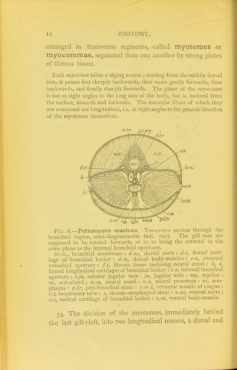 arranged in transverse segments, called myotomes or myocommas, separated from one another by strong plates of fibrous tissue. Each myotome takes a zigzag course ; starting from the middle dorsal line, it passes first sharply backwards, then more gently forwards, then backwards, and finally sharply forwards. The plane of the myotomes is not at i-ight angles to the long axis of the body, but is inclined from the surface, inwards and forwards. The muicular fibres of which they are composed are longitudinal, i.e. at right angles to the general direction of the myotomes themselves. Pig. 6.—Petromyzon marinus. Transverse section through the branchial res^ion, semi-diagrammatic (nat. size). The gill sacs are supposed to be rotated forwards, so as to bring the external in the same plane as the internal branchial apertures. br.m., branchial membrane: d.ao, dorsal aorta: d.c, dorsal carti- lage of branchial basket: d.in, dorsal body-muscles: e.a, cxtern.al branchial aperture: f.t, fibrous tissue inclosing neural canal: h, i, lateral longitudinal cartilages of branchial basket : i.a, internal branchial aperture : i.ju, inferior jugular vein : ju, jugular vein : my, myelon : nc, notochord : n.ca, neural canal : n.p, neural processes : ccs, reso- phaijus : p.br, peri-branchial sinus : r.m.t, retractor muscle of tongue : r.t, respiratory tube : s, circum-oesophageal sinus : v.ao, ventral aorta; v.c, ventral cartilage of branchial basket : z/.;/;, ventral body-muscle. 34. The division of the myotomes, immediately behind the last gill-cleft, into two longitudinal masses, a dorsal and