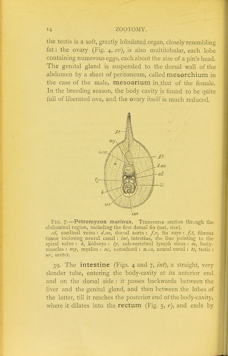 the testis is a soft, greatly lobulated organ, closely resembling fat: the ovary (Fig. 4, ov), is also multilobular, each lobe containing numerous eggs, each about the size of a pin's head. The genital gland is suspended to the dorsal wall of the abdomen by a sheet of peritoneum, called mesorchium in the case of the male, mesoarium in that of the female. In the breeding season, the body cavity is found to be quite full of liberated ova, and the ovary itself is much reduced. Fig. y.-^Petromyzon marinus. Transverse section through the abdominal region, including the first dorsal fin (nat. size). cd, cardinal veins : d.ao, dorsal aorta : f.r, fin rays :. f.t, fibrous tissue inclosing neural canal : int, intestine, the line pointing to the spiral valve : k, kidneys : ly, sub-vertehral lymph sinus : m, body- muscles : my, myelon : nc, notochord : n.ca, neural canal: is, testis : ur, ureter. 39. The intestine (Figs. 4 and 7, int), a straight, very slender tube, entering the body-cavity at its anterior end and on the dorsal side : it passes backwards between the liver and the genital gland, and then between the lobes of the latter, till it reaches the posterior end of the body-cavity, where it dilates into the rectum (Fig. 5, ;-), and ends by