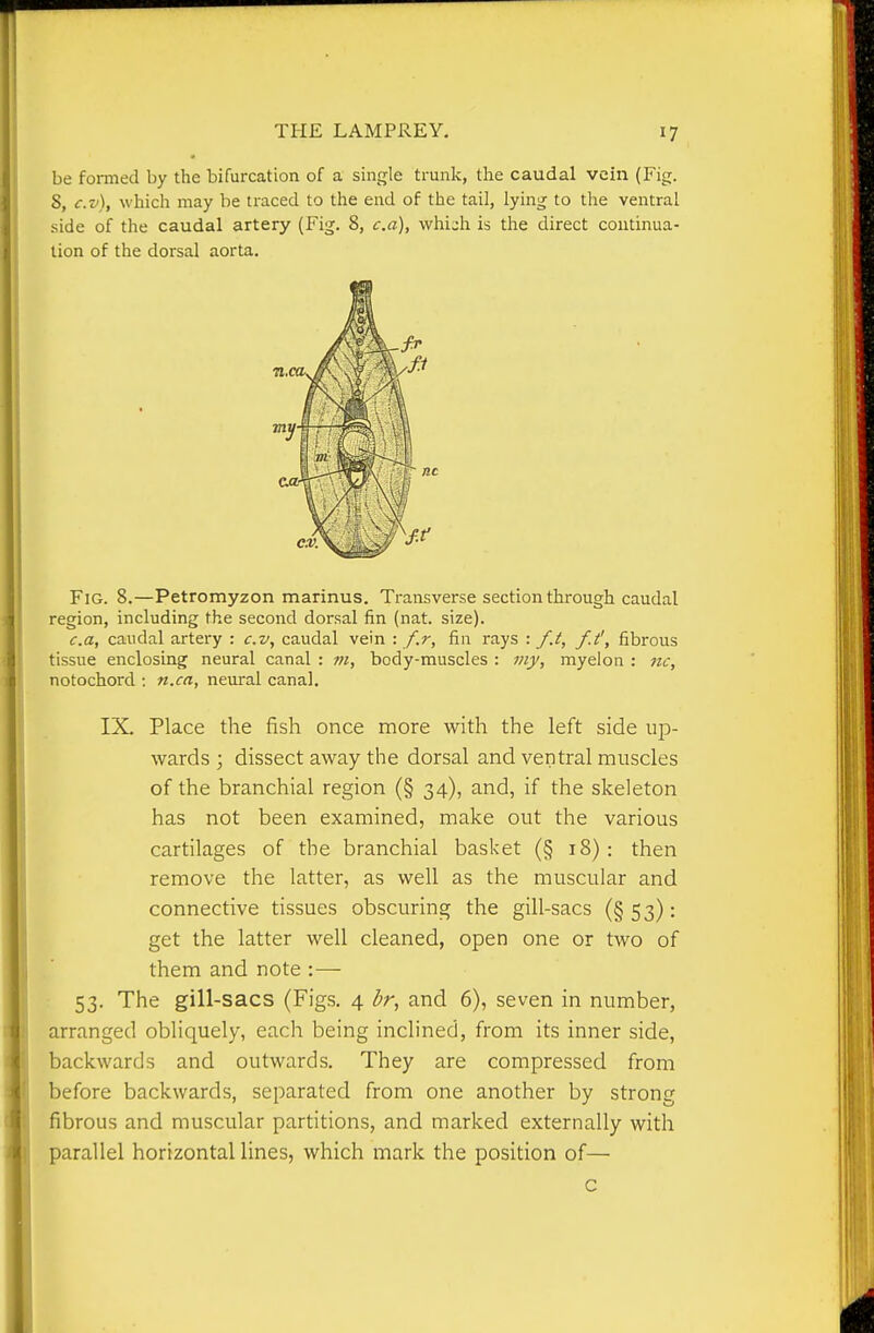 be fomied by the bifurcation of a single trunlc, the caudal vein (Fig. S, c.v), which may be traced to the end of the tail, lying to the ventral side of the caudal artery (Fig. 8, c.a), which is the direct continua- tion of the dorsal aorta. Fig. 8.—Petromyzon marinus. Transverse section through caudal region, including the second dorsal fin (nat. size). c.a, caudal artery : c.v, caudal vein : f.r, fin rays : /.i, f.t', fibrous tissue enclosing neural canal : w, body-muscles : my, myelon : nc, notochord : n.ca, neural canal. IX. Place the fish once more with the left side up- wards ; dissect away the dorsal and ventral muscles of the branchial region (§ 34), and, if the skeleton has not been examined, make out the various cartilages of the branchial basket (§ 18): then remove the latter, as well as the muscular and connective tissues obscuring the gill-sacs (§53): get the latter well cleaned, open one or two of them and note :— 53. The gill-sacs (Figs. 4 hr, and 6), seven in number, arranged obliquely, each being inclined, from its inner side, backwards and outwards. They are compressed from before backwards, separated from one another by strong fibrous and muscular partitions, and marked externally with parallel horizontal lines, which mark the position of— c