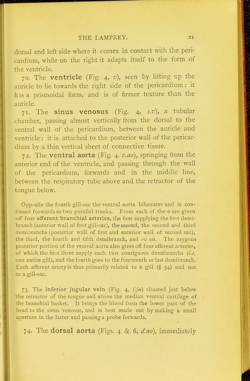 dorsal and left side where it comes in contact with the peri- cardium, while on the right it adapts itself to the form of the ventricle. 70. The ventricle (Fig. 4, seen by Hfting up the ' auricle to lie towards the right side of the pericardium : it h IS a prismoidal form, and is of firmer texture than the auricle. 71. The sinus venosus (Fig. 4, $.%>), a tubular chamber, passing almost vertically from the dorsal to the ventral wall of the pericardium, between the auricle and ventricle : it is attached to the posterior wall of the pericar- dium by a thin vertical sheet of connective tissue. 72. The ventral aorta (Fig. 4. v.ao), springing from the anterior end of the ventricle, and passing through the wall of the pericardium, forwards and in the middle line, between the respiratory tube above and the retractor of the tongue below. Opposite the fourth gill-sac the ventral aorta bifurcates and is con- tinued forwards as two parallel tninks. From each of these are given off four afferent branchial arteries, the first supplying the first demi- branch (anterior wall of first gill-sac), the second, the second and third demiDranchs (posterior wall of first and anterior wall of second sac), the third, the fourth and fifth demibranch, and fo on. The azygous posterior portion of the ventral aorta also gives off four afferent arteries, of which the fir.-t three supply each two contiguous demibranchs (i.e. one entire gill), and the fourth goes to the fourteenth or last demibranch. Each afferent artery is thus primarily related to a gill (§ 54) and not .to a gill-sac. 73. The inferior jugular vein (Fig. 4, i.ju) situated just below the retractor of the tongue and al)ove the median ventral cartilage of the branchial basket. It brin;^s the blood from the lower part of tlie head to the sinus venosus, and is best made out by making a small aperture in the latter and passing a probe forwards.