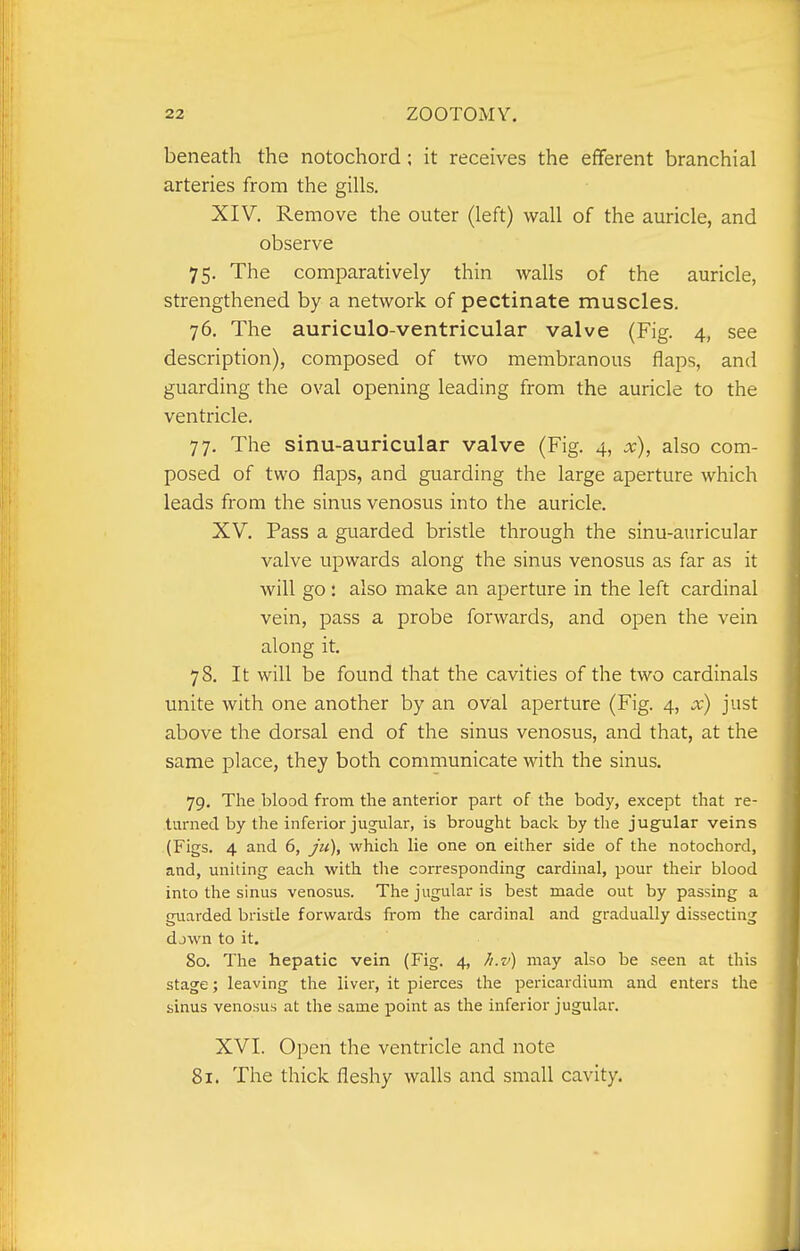 beneath the notochord; it receives the efferent branchial arteries from the gills. XIV. Remove the outer (left) wall of the auricle, and observe 75. The comparatively thin walls of the auricle, strengthened by a network of pectinate muscles. 76. The auriculo-ventricular valve (Fig. 4, see description), composed of two membranous flaps, and guarding the oval opening leading from the auricle to the ventricle. 77. The sinu-auricular valve (Fig. 4, x), also com- posed of two flaps, and guarding the large aperture which leads from the sinus venosus into the auricle. XV. Pass a guarded bristle through the sinu-auricular valve upwards along the sinus venosus as far as it will go: also make an aperture in the left cardinal vein, pass a probe forwards, and open the vein along it. 78. It will be found that the cavities of the two cardinals unite with one another by an oval aperture (Fig. 4, x) just above the dorsal end of the sinus venosus, and that, at the same place, they both communicate with the sinus, 79. The blood from the anterior part of the body, except that re- turned by the inferior jugular, is brought back by the jugular veins (Figs. 4 and 6, ju), which lie one on either side of the notochord, and, uniting each with the corresponding cardinal, pour their blood into the sinus venosus. The jugular is best made out by passing a guarded bristle forwards from the cardinal and gradually dissecting djwn to it. 80. The hepatic vein (Fig. 4, /i.v) may also be seen at this stage; leaving the liver, it pierces the pericardium and enters the sinus venosus at the same point as the inferior jugular. XVI. Open the ventricle and note 81. The thick fleshy walls and small cavity.
