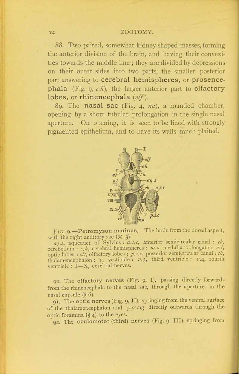 88. Two paired, somewhat kidney-shaped masses, forming the anterior division of the brain, and having their convexi- ties towards the middle line; they are divided by depressions on their outer sides into two parts, the smaller posterior part answering to cerebral hemispheres, or prosence- phala (Fig. 9, cJi)^ the larger anterior part to olfactory lobes, or rhinencephala {olf). 89. The nasal sac (Fig. 4, na)^ a rounded chamber, opening by a short tubular prolongation in the single nasal aperture. On opening, it is seen to be lined with strongly pigmented epithelium, and to have its walls much plaited. p-jQ^ g_—Petromyzon marinus. The brain from the dorsal aspect, with the right auditory pac (X 3)- ' acj.s, aqueduct of Sylvius : a.s.c, anterior semicircular canal : cb, cerebellum: c.h, cerebral hemispheres : vi.o, medulla oblongata: o.l, optic lobes : olf, olfactory lobe.-^ ; p.s.c, posterior semicircular canal : tli, thalamencephalon: v, vestibule : v.i, third ventricle : z/.4, fourth ventricle : I—X, cerebral nerves. 90. The olfactory nerves (Fig. 9, I), passing directly fonvards from the rhinencephala to the nasal sac, through the apertures in the nasal capsule (§ 6). 91. The optic nerves (Fig. 9, II), springing from the ventral surface of the thalamencephalon and passing directly outwards through the optic foramina (§ 4) to the eyes. 92. The oculomotor (third) nerves (Fig. 9, III), springing from