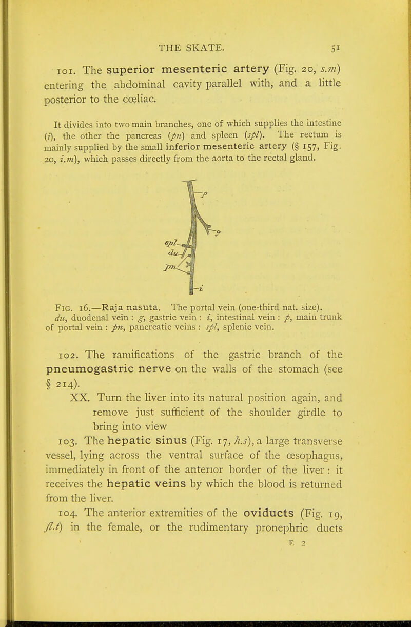 loi. The superior mesenteric artery (Fig. 20, s.m) entering the abdominal cavity parallel with, and a little posterior to the coeliac. It divides into two main branches, one of which supplies the intestine (/), the other the pancreas (pt) and spleen (jr//). The rectum is mainly suppUed by the small inferior mesenteric artery (§ 157, Fig. 20, i.m), which passes directly from the aorta to the rectal gland. Fig. 16.—Raja nasuta. The portal vein (one-third nat. size). di(, duodenal vein : g, gastric vein : i, intestinal vein : p, main trunk of portal vein : pancreatic veins : spl, splenic vein. 102. The ramifications of the gastric branch of the pneumogastric nerve on the walls of the stomach (see § 214). XX. Turn the liver into its natural position again, and remove just sufficient of the shoulder girdle to bring into view 103. The hepatic sinus (Fig. 17, /i.s),a large transverse vessel, lying across the ventral surface of the oesophagus, immediately in front of the anterior border of the liver : it receives the hepatic veins by which the blood is returned from the liver. 104. The anterior extremities of the oviducts (Fig. 19, y?./) in the female, or the rudimentary pronephric ducts