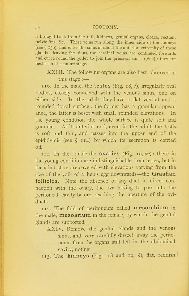 is brought back from the tail, kidneys, genital organs, cloaca, rectum, pelvic fins, &c. These veins run along the inner side of the kidneys (see § 130), and enter the sinus at about the anterior extremity of those glands : leaving the sinus, the cardinal veins are continued forwards and curve round the gullet to join the precaval sintis (pes) : they are best seen at a future stage, XXIII. The following organs are also best observed at this stage :— 110. In the male, the testes (Fig. 18, f), irregularly oval bodies, closely connected with the venous sinus, one on either side. In the adult they have a flat ventral and a rounded dorsal surface : the former has a granular appear- ance, the latter is beset with small rounded elevations. In the young condition the whole surface is quite soft and granular. At its anterior end, even in the adult, the testis is soft and thin, and passes into the upper end of the epididymis (see § 114) by which its secretion is carried off. 111. In the female the ovaries (Fig. ig,ov): these in the young condition are indistinguishable from testes, but in the adult state are covered with elevations varying from the size of the yolk of a hen's egg downwards—the Graafian follicles. Note the absence of any duct in direct con- nection with the ovary, the ova having to pass into the peritoneal cavity before reaching the aperture of the ovi- ducts. 112. The fold of peritoneum called mesorchium in the male, mesoarium in the female, by which the genital glands are supported. XXIV. Remove the genital glands and the venous sinus, and very carefully dissect away the perito- neum from the organs still left in the abdominal cavity, noting 113. The kidneys (Figs. 18 and 19, k), flat, reddish'