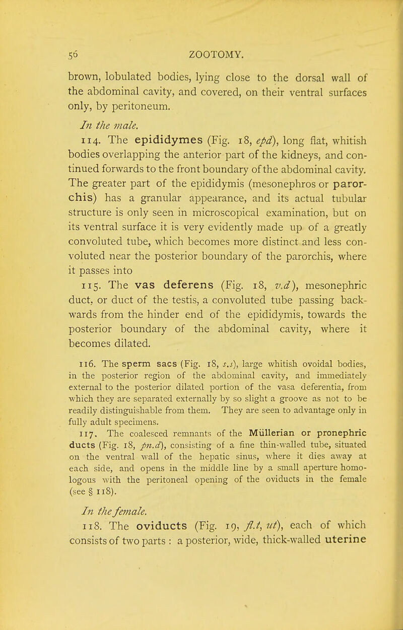 50 ZOOTOMY. brown, lobulated bodies, lying close to the dorsal wall of the abdominal cavity, and covered, on their ventral surfaces only, by peritoneum. In the male. 114. The epididymes (Fig. 18, epd), long fiat, whitish bodies overlapping the anterior part of the kidneys, and con- tinued forwards to the front boundary of the abdominal cavity. The greater part of the epididymis (mesonephros or paror- chis) has a granular appearance, and its actual tubular structure is only seen in microscopical examination, but on its ventral surface it is very evidently made up of a greatly convoluted tube, which becomes more distinct and less con- voluted near the posterior boundary of the parorchis, where it passes into 115. The vas deferens (Fig. 18, v.d), mesonephric duct, or duct of the testis, a convoluted tube passing back- wards from the hinder end of the epididymis, towards the posterior boundary of the abdominal cavity, where it becomes dilated. 116. The sperm sacs (Fig. 18, s.s), large whitish ovoidal bodies, in the posterior region of the abdominal cavity, and immediately external to the posterior dilated portion of the vasa defei-entia, from which they are separated externally by so slight a groove as not to be readily distinguishable from them. They are seen to advantage only in fully adult specimens. 117. The coalesced remnants of the Miillerian or pronephric ducts (Fig. 18, pn.d), consisting of a fine thin-walled tube, situated on the ventral wall of the hepatic sinus, ^^here it dies away at each side, and opens in the middle line by a small apertm-e homo- logous with the peritoneal opening of the oviducts in the female (see §118). In the female. 118. The oviducts (Fig. \% fi.t.ut), each of which consists of two parts : a posterior, wide, thick-walled uterine