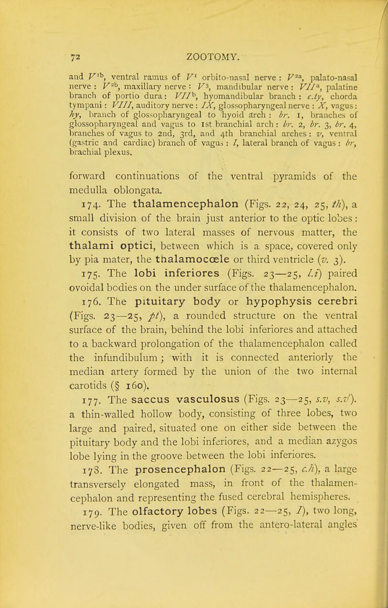 and ventral ramus of F' orbito-nasal nerve : V^, palato-nasal nerve : V^^, maxillaiy nerve : F3, mandibular nerve : F//, palatine branch of portio dura: F//^, byomandibular branch : c.iy, chorda tympani: V//I, auditory nerve: IX, glossopharyngeal nerve : X, vagus: Aj, branch of glossopharyngeal to hyoid arch : i>r. i, branches of glossopharyngeal and vagus to ist bi-anchial arch: ir. 2, ^r. 3, ij; 4, branches of vagus to 2nd, 3rd, and 4th brancliial arches: v, ventral (gastric and cardiac) branch of vagus : /, lateral branch of vagus : dr, brachial plexus. forward continuations of the ventral pyramids of the medulla oblongata. 174. The thalamencephalon (Figs. 22, 24, 25, //i), a small division of the brain just anterior to the optic lobes : it consists of two lateral masses of nervous matter, the thalami optici, between which is a space, covered only by pia mater, the thalamoccEle or third ventricle (v. 3). 175. The lobi inferiores (Figs. 23—25, /./) paired ovoidal bodies on the under surface of the thalamencephalon. 176. The pituitary body or hypophysis cerebri (Figs. 23—25, a rounded structure on the ventral surface of the brain, behind the lobi inferiores and attached to a backward prolongation of the thalamencephalon called the infundibulum; with it is connected anteriorly the median artery formed by the union of the two internal carotids (§ 160). 177. The saccus vasculosus (Figs. 23—25, s.v, srJ). a thin-walled hollow body, consisting of three lobes, two large and paired, situated one on either side between the pituitary body and the lobi inferiores, and a median azygos lobe lying in the groove between the lobi inferiores. 173. The prosencephalon (Figs. 22—25, c./i), a large transversely elongated mass, in front of the thalamen- cephalon and representing the fused cerebral hemispheres. 179. The olfactory lobes (Figs. 22—25, two long, nerve-like bodies, given off from the antero-lateral angles'