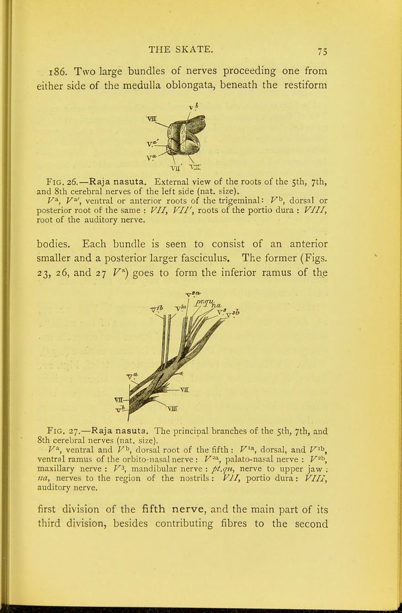 186. Two large bundles of nerves proceeding one from either side of the medulla oblongata, beneath the restiform Fig. 26.—Raja nasuta. External view of the roots of the 5th, 7th, and 8th cerebral nerves of the left side (nat. .'^ize). V^. V^', ventral or anterior roots of the trigeminal: V^, dorsal or posterior root of the same : VII, VII', roots of the portio dura : VIII, root of the auditory nerve. bodies. Each bundle is seen to consist of an anterior smaller and a posterior larger fasciculus. The former (Figs. 23, 26, and 27 F) goes to form the inferior ramus of the Fig. 27.—Raja nasuta. The pi-incioal branches of the 5th, 7th, and 8th cerebral nerves (nat. size). V^, ventral and V^, dorsal root of the fifth: F'^ dorsal, and V^'^, ventral ramus of the orbito-nasal nerve : V^^, palato-nasal nerve : V^^, maxillary nerve : V^, mandibular nerve : pt.qu, nerve to upper jawr .- 11a, nerves to the region of the nostrils : VII, portio dura: VIII, auditory nerve. first division of the fifth nerve, and the main part of its third division, besides contributing fibres to the second