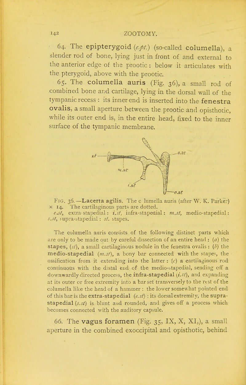 ■ 64. The epipterygoid {e.pi) (so-called columella), a slender rod of bone, lying just in front of and external to the anterior edge of the prootic : below it articulates with the pterygoid, above with the prootic. 65. The columella auris (Fig. 36), a small rod of combined bone and cartilage, lying in the dorsal wall of the tympanic recess : its inner end is inserted into the fenestra ovalis, a small aperture between tJie prootic and opisthotic, while its outer end is, in the entire head, fixed to the inner surface of the tympanic membrane. Fig. 36.—Lacerta agilis. The c lumella auris (after W. K. Parke?) X 14. The cartilaginous parts are dotted. e.st, extra-stapedial: i.st, infra-stapedial: m.st, medio-stapedial: s.st, .'■upi-a-itapediaL: st. stapes. The columella auris consists of the following distinct parts whicli are only to be made out by careful dissection of an entire head : (a) the stapes, [si), a small cartilaginous nodule in the fenestra ovalis : (b) the medio-stapedial (in.st), a bony bar connected with the stapes, the ossification from it extending into the latter : [c) a cartilaJinous rod conlinuous with the distal end of the medio-.'-tapedial, sending off a downwardly directed process, the infra-stapedial \i.st), and expanding at its outer or free extremity into a bar set transversely to the rest of the columella like the head of a hammer : the lower somewhat pointed end of this bar is the extra-stapedial {e.st) : its dorsal extremity, the supra- stapedial {s.st) is blunt and rounded, and gives off a process which becomes connected with the auditory capsule. 66. The vagus foramen (Fig. 35, IX, X, XI,), a small aperture in the combined exoccipital and opisthotic, behind