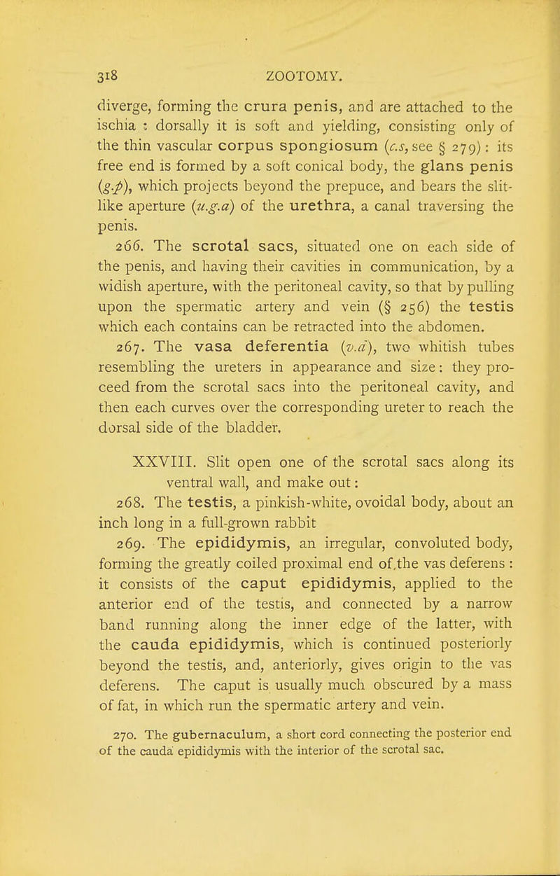 diverge, forming the crura penis, and are attached to the ischia : dorsally it is soft and yielding, consisting only of the thin vascular corpus spongiosum {c.s,see § 279): its free end is formed by a soft conical body, the glans penis which projects beyond the prepuce, and bears the slit- like aperture {u.g.a) of the urethra, a canal traversing the penis. 266. The scrotal sacs, situated one on each side of the penis, and having their cavities in communication, by a widish aperture, with the peritoneal cavity, so that by pulling upon the spermatic artery and vein (§ 256) the testis which each contains can be retracted into the abdomen. 267. The vasa deferentia {v.d), two whitish tubes resembling the ureters in appearance and size: they pro- ceed from the scrotal sacs into the peritoneal cavity, and then each curves over the corresponding ureter to reach the dorsal side of the bladder, XXVIII. Slit open one of the scrotal sacs along its ventral wall, and make out: 268. The testis, a pinkish-white, ovoidal body, about an inch long in a full-grown rabbit 269. The epididymis, an irregular, convoluted body, forming the greatly coiled proximal end of,the vas deferens : it consists of the caput epididymis, applied to the anterior end of the testis, and connected by a narrow band running along the inner edge of the latter, with the Cauda epididymis, which is continued posteriorly beyond the testis, and, anteriorly, gives origin to the vas deferens. The caput is usually much obscured by a mass of fat, in which run the spermatic artery and vein, 270. The gubernaculum, a short cord connecting the posterior end of the Cauda epididymis with the interior of the scrotal sac.