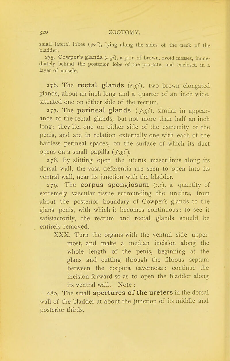 small lateral lobes lying along the sides of the neck of the bladder. 275. Cowper's glands {c.gl), a pair of brown, ovoid masses, imme- diately behind the posterior lobe of the prostate, and enclosed in a layer of muscle. 276. The rectal glands {r.gl), two brown elongated glands, about an inch long and a quarter of an inch wide, situated one on either side of the rectum. 277. The perineal glands {p.gl), similar in appear- ance to the rectal glands, but not more than half an inch long: they lie, one on either side of the extremity of the penis, and are in relation externally one with each of the hairless perineal spaces, on the surface of which its duct opens on a small papilla {p.gl'). 278. By slitting open the uterus masculinus along its dorsal wall, the vasa deferentia are seen to open into its ventral wall, near its junction with the bladder. 279. The corpus spongiosum (cs), a quantity of extremely vascular tissue surrounding the urethra, from about the posterior boundary of Cowper's glands to the glans penis, with which it becomes continuous : to see it satisfactorily, the rectum and rectal glands should be entirely removed. XXX. Turn the organs with the ventral side upper- most, and make a median incision along the whole length of the penis, beginning at the glans and cutting through the fibrous septum between the corpora cavernosa: continue the incision forward so as to open the bladder along its ventral wall. Note : 280. The small apertures of the ureters in the dorsal wall of the bladder at about the junction of its middle and posterior thirds.