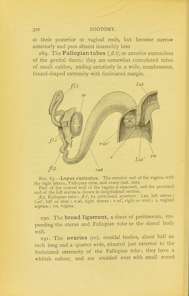 at their posterior or vaginal ends, but become narrow anteriorly and pass almost insensibly into 289, The Fallopian tubes {fl.t), or anterior extremities of the genital ducts: they are somewhat convoluted tubes of small calibre, ending anteriorly in a wide, membranous, funnel-shaped extremity with fimbriated margin. Fig. 63.—Lepus cuniculus. The anterior end of the vagina, with the right uterus, Fallopian tube, and ovary (nat. size). Part of the ventral wall of the vagina is removed, and the proximal end of the left uterus is shown in longitudinal section. Jl.t, Fallopian tube : fl.t', its peritoneal aperture: l.ut, left uterus: l.ut', left OS uteri : r.ut, right uterus : r.tW, right os uteri: s, vagmal septum : va, vagina. 290. The broad ligament, a sheet of peritoneum, sus- pending the uterus and Fallopian tube to the dorsal body wall. 29T. The ovaries {pv), ovoidal bodies, about half an inch long and a quarter wide, situated just external to the fimbriated extremity of the Fallopian tube: they have a whitish colour, and are studded over with small round