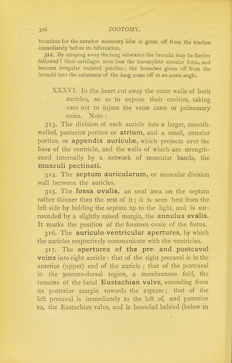 bronchus for the anterior accessory lobe is given off from the trachea immediately before its bifurcation. 312. By scraping away the lung substance the bronchi may be further followed : their cartilages soon lose the incomplete annular form, and become irregular isolated patches : the branchies given off from the bronchi into the substance of the lung come off at an acute angle. XXXVI. In the heart cut away the outer walls of both auricles, so as to expose their cavities, taking care not to injure the vense cavse or pulmonary- veins. Note : 313. The division of each auricle into a larger, smooth- walled, posterior portion or atrium, and a small, anterior portion or appendix auriculae, which projects over the base of the ventricle, and the walls of which are strength- ened internally by a network of muscular bands, the musculi pectinati. 314. The septum auricularum, or muscular division wall between the auricles. 315. The fossa ovalis, an oval area on the septum rather thinner than the rest of it; it is seen best from the left side by holding the septum up to the light, and is sur- rounded by a slightly raised margin, the annulus ovalis. It marks the position of the foramen ovale of the foetus. 316. The auriculo-ventricular apertures, by which the auricles respectively communicate with the ventricles. 317. The apertures of the pre- and postcaval veins into right auricle : that of the right precaval is in the anterior (upper) end of the auricle ; that of the postcaval in the postero-dorsal region, a membranous fold, the remains of the foetal Eustachian valve, extending from its posterior margin towards the septum; that of the left precaval is immediately to the left of, and posterior to, the Eustachian valve, and is bounded behind (below in