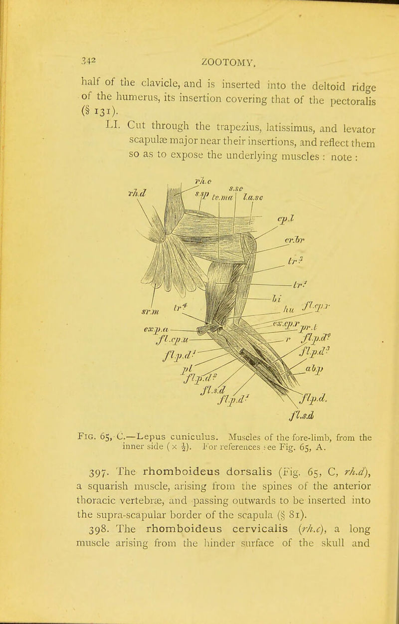 half of the clavicle, and is inserted into the deltoid ridge of the humerus, its insertion covering that of the pectoralis (§ 131). LI. Cut through the trapezius, latissimus, and levator scapula major near their insertions, and reflect them so as to expose the underlying muscles : note : Fig. 65, C.—Lepus cuniculus. Muscles of the fore-limb, from the inner side (x \). l-'or references ;ee Fig. 65, A. 397. The rhomboideus dorsalis (Fig. 65, C, rh.d)^ a squarish muscle, arising from the spines of the anterior thoracic vertebrte, and passing outwards to be inserted into the supra-.scapular border of the scapula (i^ 81). 398. The rhomboideus cervicalis {rh.c), a long muscle arising from the hinder surface of the skull and