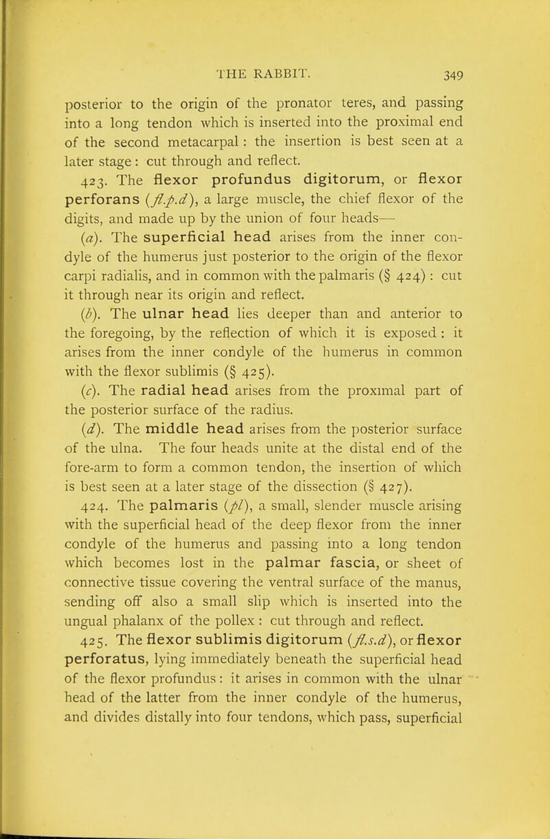 posterior to the origin of the pronator teres, and passing into a long tendon which is inserted into the proximal end of the second metacarpal: the insertion is best seen at a later stage : cut through and reflect. 423. The flexor profundus digitorum, or flexor perforans {fl.p.d), a large muscle, the chief flexor of the digits, and made up by the union of four heads— {a). The superficial head arises from the inner con- dyle of the humerus just posterior to the origin of the flexor carpi radialis, and in common with thepalmaris (§ 424): cut it through near its origin and reflect. {b). The ulnar head lies deeper than and anterior to the foregoing, by the reflection of which it is exposed : it arises from the inner condyle of the humerus in common with the flexor sublimis (§ 425). {c). The radial head arises from the proxn-nal part of the posterior surface of the radius. [d). The middle head arises from the posterior surface of the ulna. The four heads unite at the distal end of the fore-arm to form a common tendon, the insertion of which is best seen at a later stage of the dissection (§ 427). 424. The palmaris (//), a small, slender muscle arising with the superficial head of the deep flexor from the inner condyle of the humerus and passing into a long tendon which becomes lost in the palmar fascia, or sheet of connective tissue covering the ventral surface of the manus, sending off also a small slip which is inserted into the ungual phalanx of the pollex : cut through and reflect. 425. The flexor sublimis digitorum {fl.s.d), or flexor perforatus, lying immediately beneath the superficial head of the flexor profundus: it arises in common with the ulnar head of the latter from the inner condyle of the humerus, and divides distally into four tendons, which pass, superficial