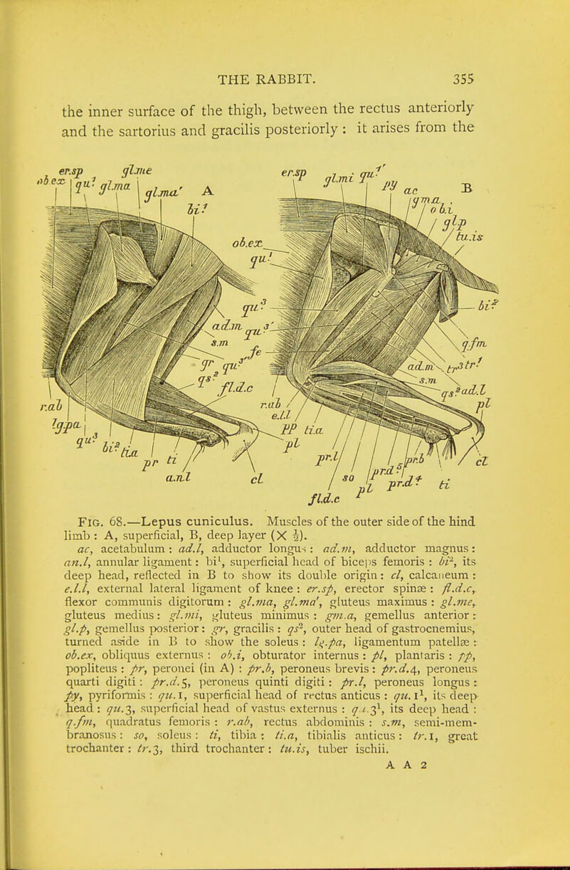 the inner surface of the thigh, between the rectus anteriorly and the sartorius and gracilis posteriorly : it arises from the Fig. 68.—Lepus cuniculus. Muscles of the outer side of the hind limb : A, superficial, B, deep layer (X 4). ac, acetabulum: ad.l, adductor longus: ad.in, adductor magnus: an.l, annular ligament: bi', superficial licad of bice|)S femoris : bfi, its deep head, reflected in B to sliow its doulile origin: cl, calcaueum : e.l.l, external lateral ligament of knee : er.sp, erector spinse : fl.d.e,. flexor communis digitorum : gl.nia, gl.ma', gluteus maximus : gl.me, gluteus medius: gl.nii, i^luteus minimus: gni.a, gemellus anterior: gl.p, gemellus posterior: gr, gracilis : qs^, outer head of gastrocnemius, turned aside in B to show the soleus : li^.pa, ligamentum patellte : ob.ex, obliquus extemus : oh.i, obturator internus : pi, planraris : pp, popliteus : pr, peronei (in A) : pr.b, peroneus brevis: pr.d.i,, peroneus quarti digiti: pr.d.i^, peroneus quinti digiti: pr.l, peroneus longus: py, pyrifortnis : qu.i, su]ierficial head of rt-ctus anticus : qu.\^, its deep head: qit-.Z, superficial head of vastus externus : q i ^, its deep head : q.fm, quadratus femoris : r.ah, rectus abdominis : s.m, semi-mem- branosus: so, soleus: ti, tibia: ti.a, tibialis anticus: i, great trochanter: third trochanter: tu.is, tuber ischii. A A 2