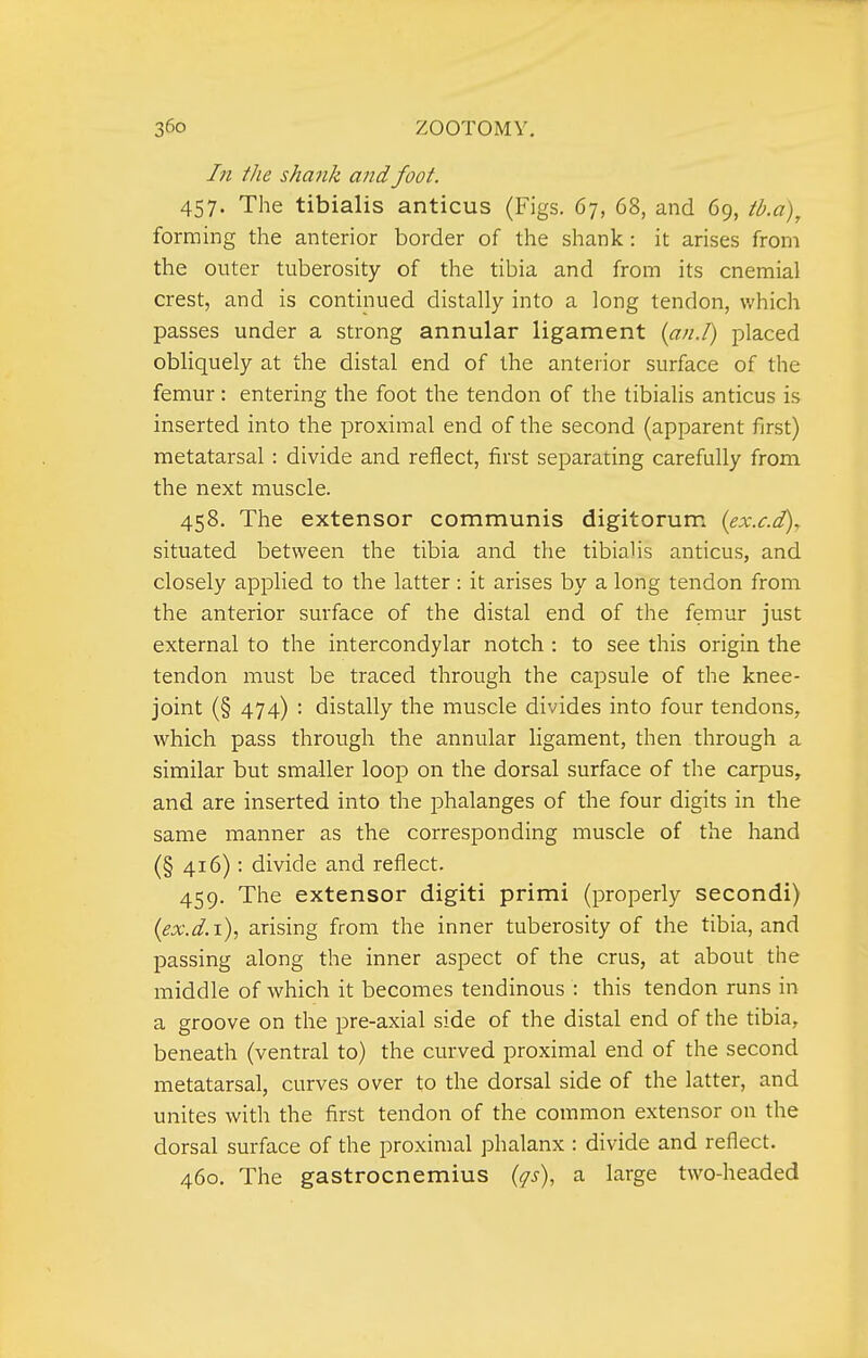 In the shank and foot. 457. The tibialis anticus (Figs. 67, 68, and 69, tb.a), forming the anterior border of the shank: it arises from the outer tuberosity of the tibia and from its cnemial crest, and is continued distally into a long tendon, v/hich passes under a strong annular ligament {an.l) placed obliquely at the distal end of the anterior surface of the femur : entering the foot the tendon of the tibialis anticus is inserted into the proximal end of the second (apparent first) metatarsal : divide and reflect, first separating carefully from the next muscle. 458. The extensor communis digitorum {ex.c.i)y situated between the tibia and the tibialis anticus, and closely applied to the latter : it arises by a long tendon from the anterior surface of the distal end of the femur just external to the intercondylar notch : to see this origin the tendon must be traced through the capsule of the knee- joint (§ 474) : distally the muscle divides into four tendons, which pass through the annular ligament, then through a similar but smaller loop on the dorsal surface of the carpus, and are inserted into the phalanges of the four digits in the same manner as the corresponding muscle of the hand (§ 416): divide and reflect. 459. The extensor digiti primi (properly secondi) {ex.d.i), arising from the inner tuberosity of the tibia, and passing along the inner aspect of the crus, at about the middle of which it becomes tendinous : this tendon runs in a groove on the pre-axial side of the distal end of the tibia, beneath (ventral to) the curved proximal end of the second metatarsal, curves over to the dorsal side of the latter, and unites with the first tendon of the common extensor on the dorsal surface of the proximal phalanx : divide and reflect. 460. The gastrocnemius (qs), a large two-headed