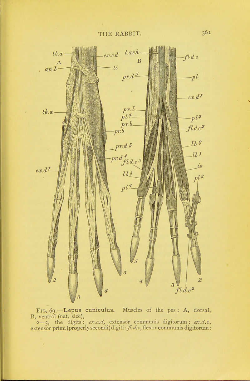 Fig. 69.—Lepus cuniculus. Muscles of the pes : A, dorsal, B, ventral (nat. size). 2—5, the digits: ex.c.d, extensor communis digitorum: ex.d.i, extensor primi (properly secondi)digiti: fl.d.c, flexor communis digitorum: